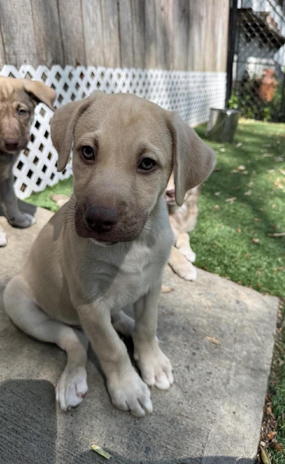 Enlarge Angus, a Adoptable mixed breed in Kannapolis, NC image 2/6