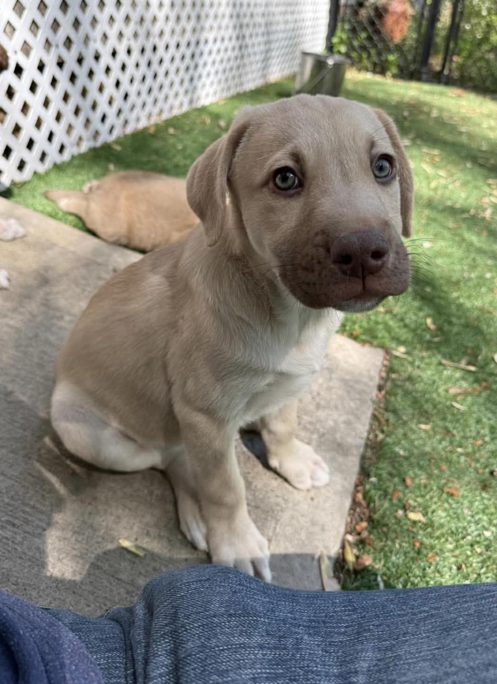 Angus, Adoptable, Puppy Male Labrador Retriever & Mixed Breed.