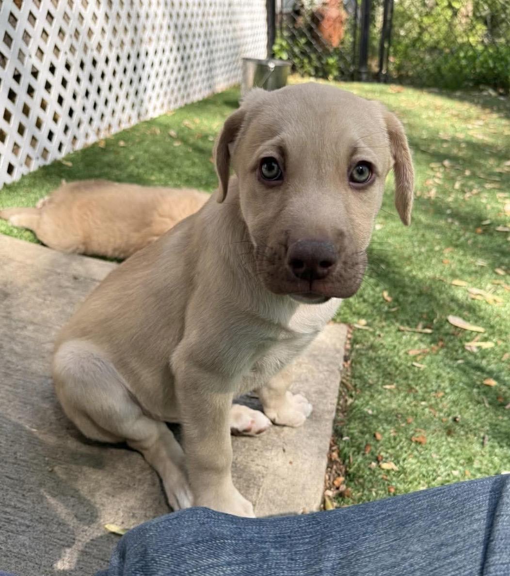 Enlarge Angus, a Adoptable mixed breed in Kannapolis, NC image 5/6