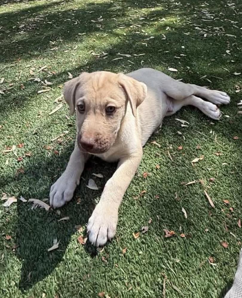 Enlarge Angus, a Adoptable mixed breed in Kannapolis, NC image 4/6