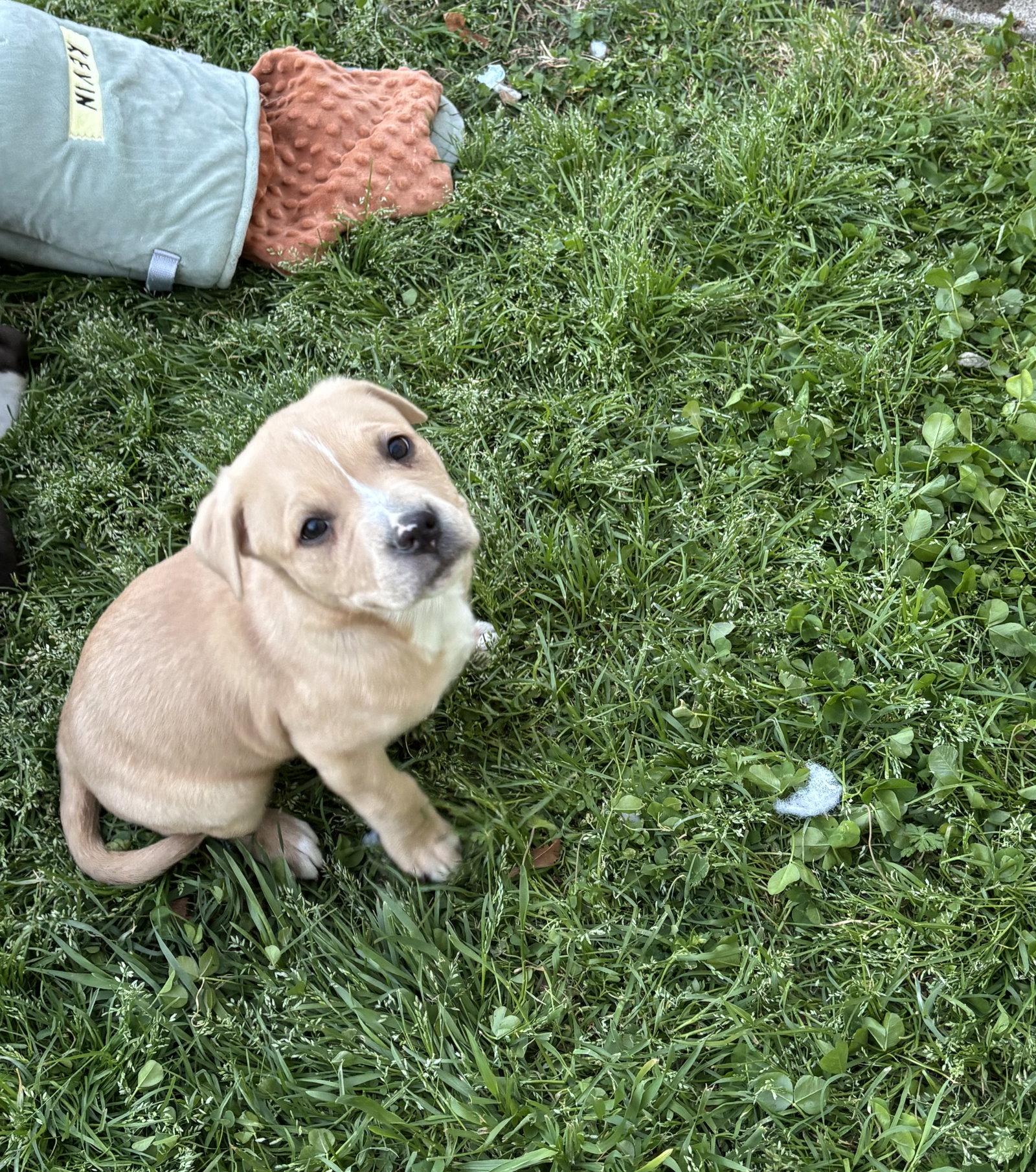 Enlarge Sandlewood (Blossom Litter), a Adopted mixed breed in Holly Springs, NC image 1/3