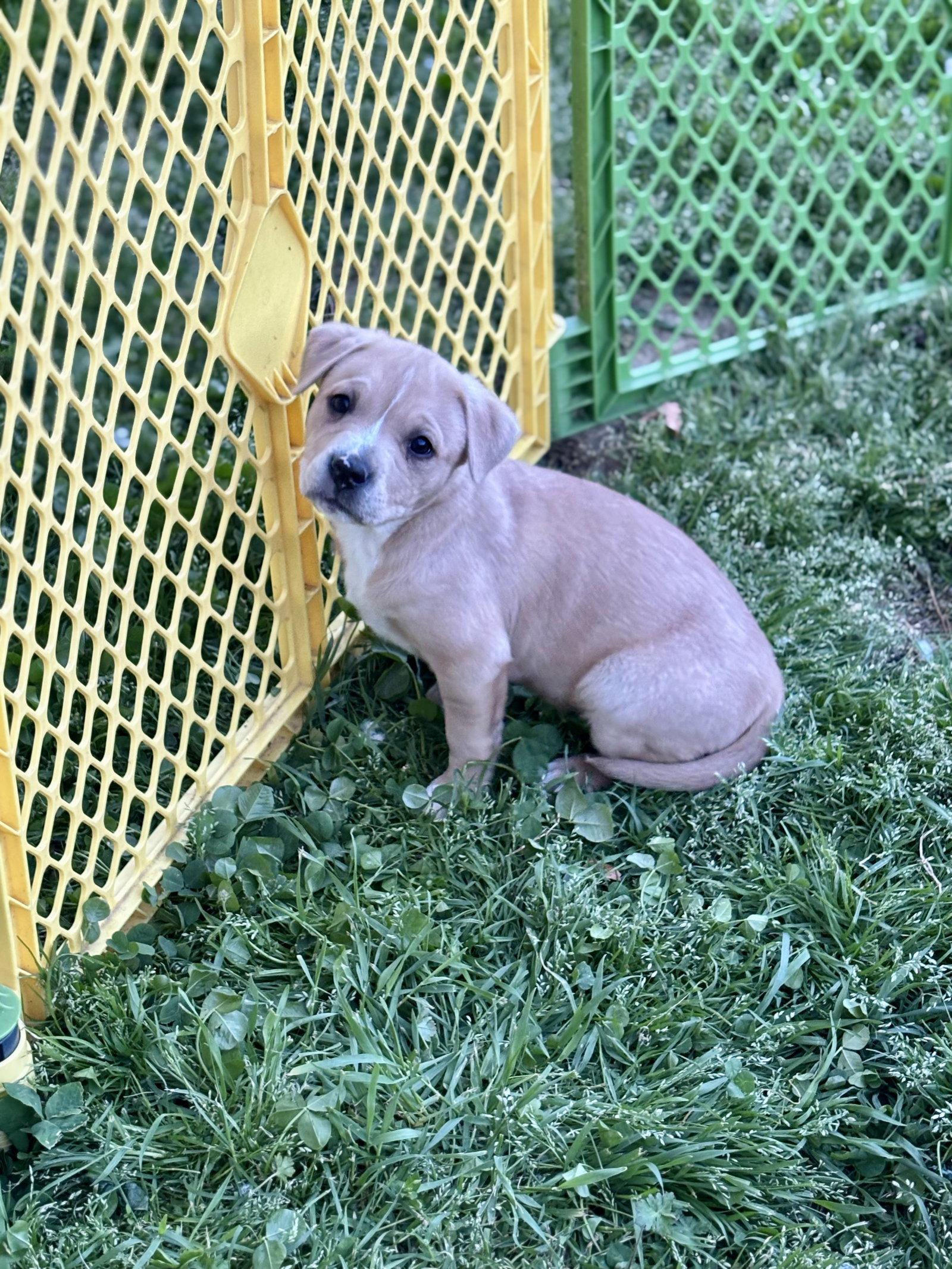 Enlarge Sandlewood (Blossom Litter), a Adopted mixed breed in Holly Springs, NC image 2/3