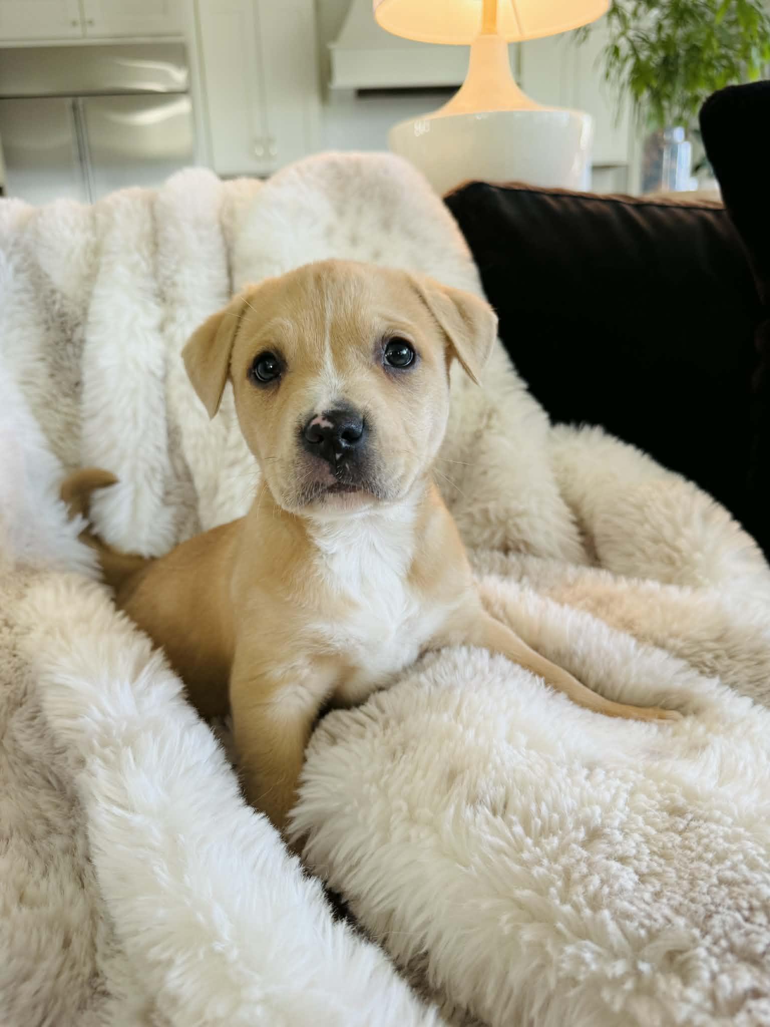 Enlarge Sandlewood (Blossom Litter), a Adopted mixed breed in Holly Springs, NC image 3/3