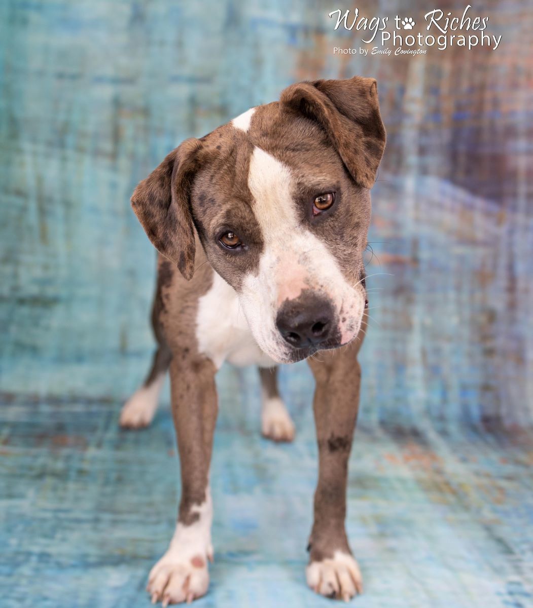 Enlarge Luna, a Adoptable Catahoula Leopard Dog in Anniston, AL image 8/12