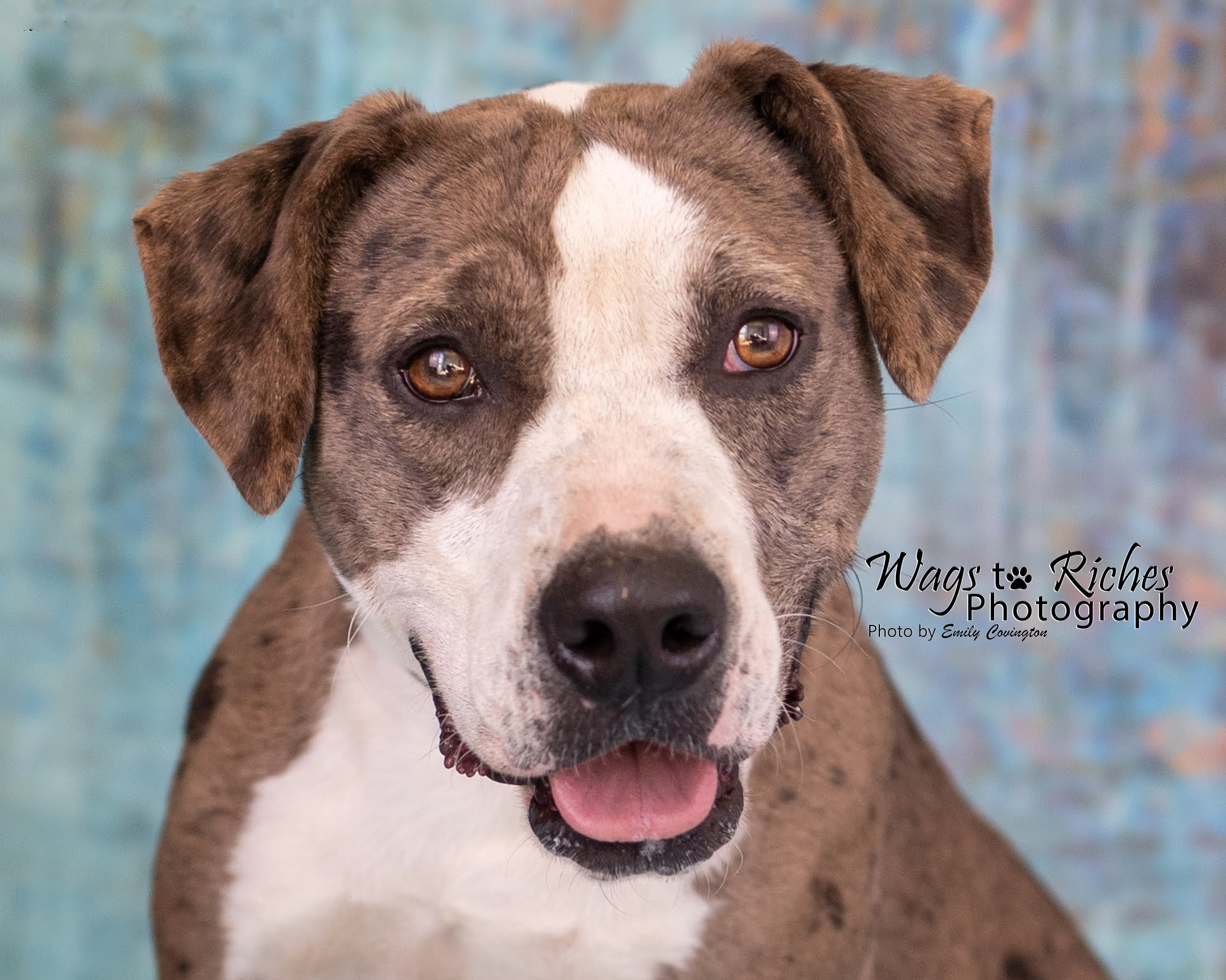 Enlarge Luna, a Adoptable Catahoula Leopard Dog in Anniston, AL image 1/12