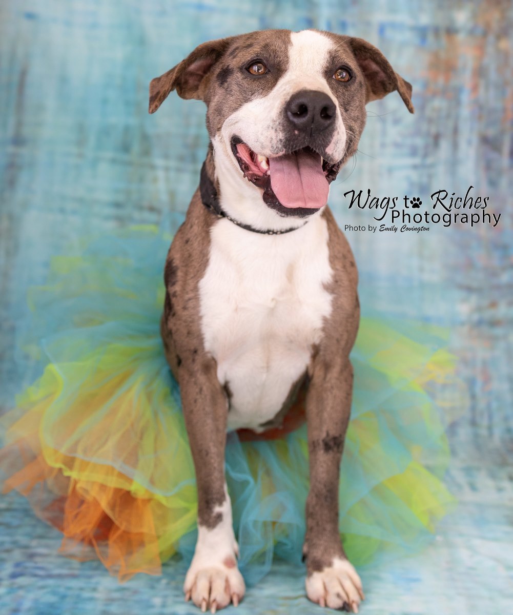 Enlarge Luna, a Adoptable Catahoula Leopard Dog in Anniston, AL image 9/12