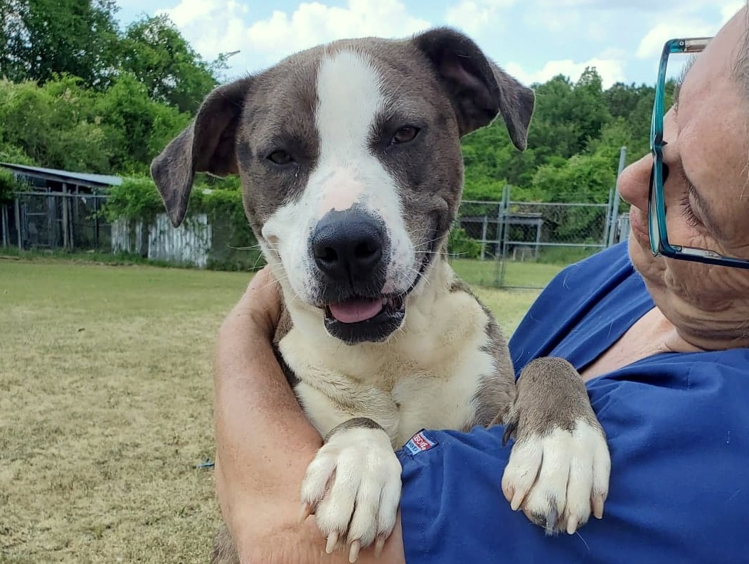 Enlarge Luna, a Adoptable Catahoula Leopard Dog in Anniston, AL image 10/12