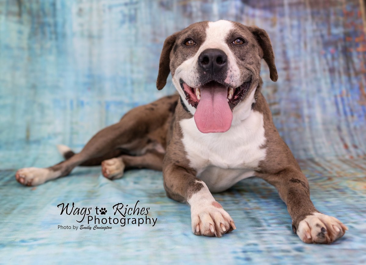 Enlarge Luna, a Adoptable Catahoula Leopard Dog in Anniston, AL image 11/12