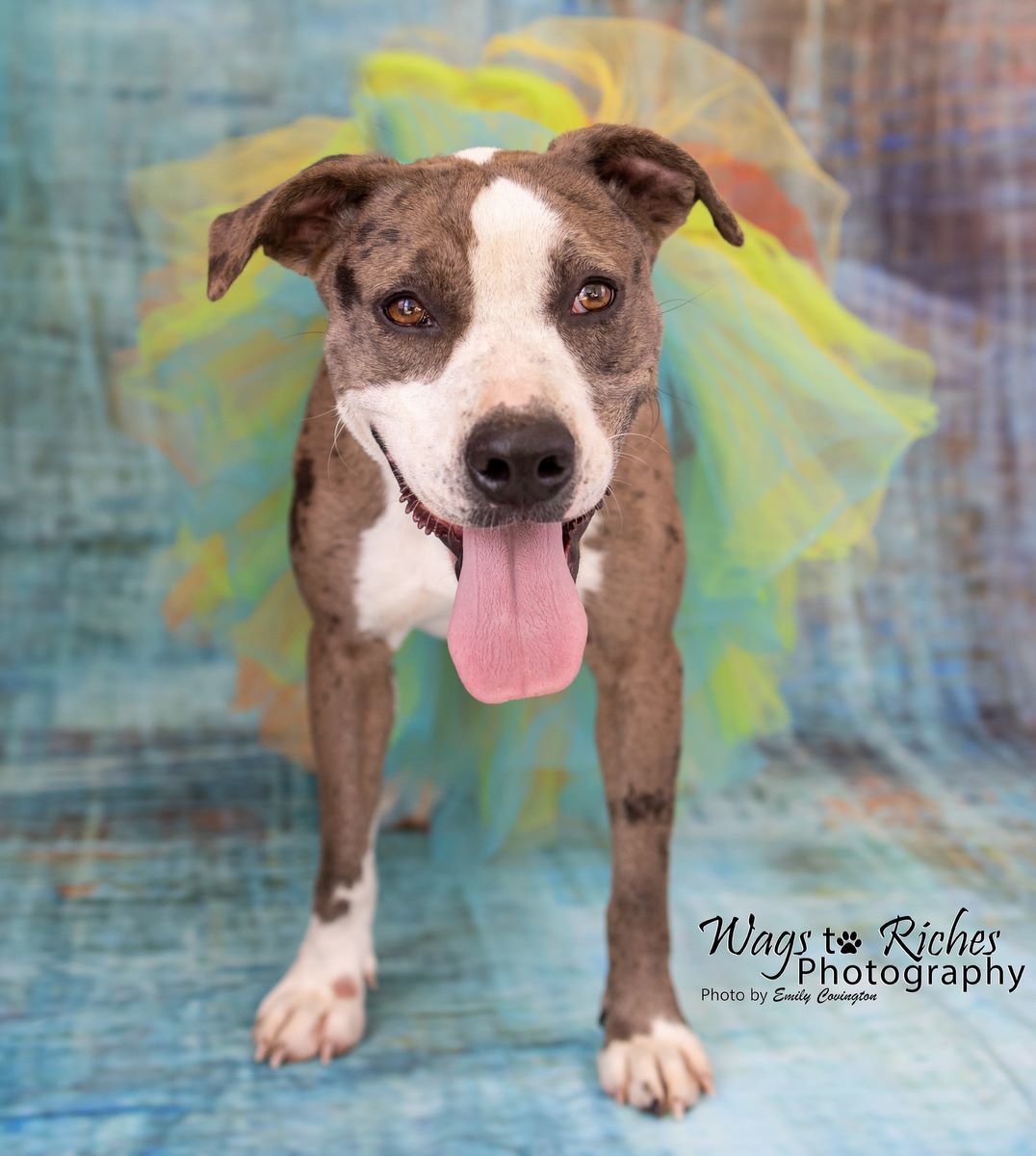 Enlarge Luna, a Adoptable Catahoula Leopard Dog in Anniston, AL image 12/12