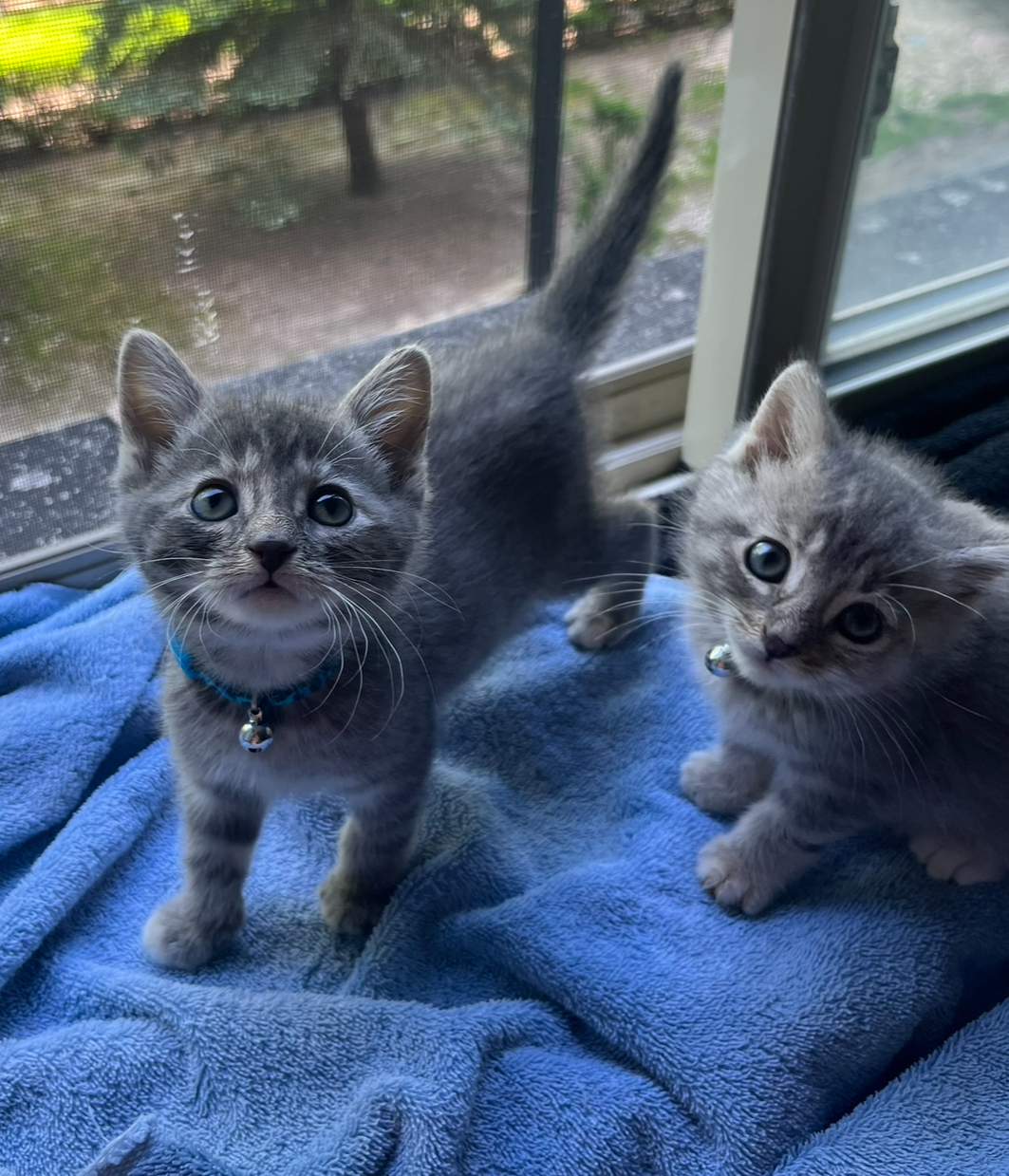 Tara and Tanya, an adopted Domestic Short Hair in Evanston, IL_image-1