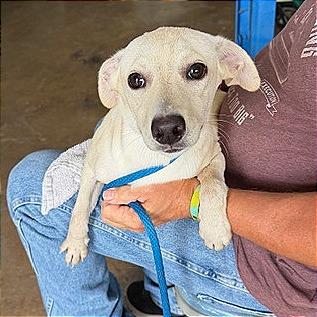 Ivory, Adoptable, Adult Female Mixed Breed.