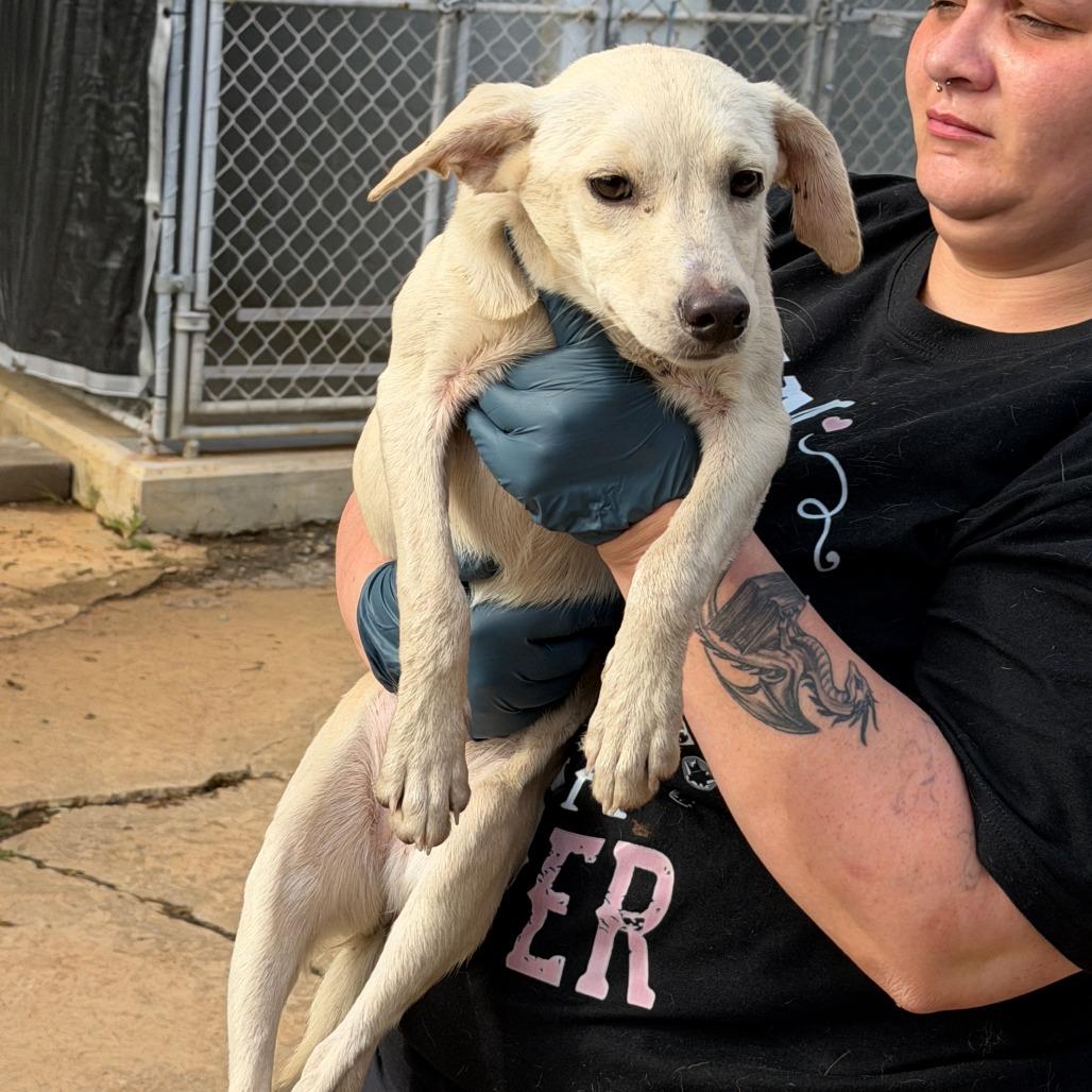 Enlarge Ivory, a Adoptable Mixed Breed in Denison, TX image 2/2