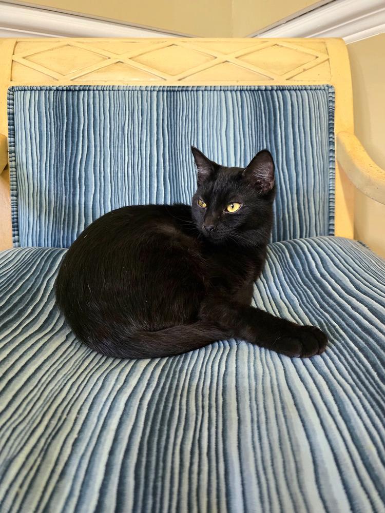 Boo, Adoptable, Adult Male Domestic Short Hair.