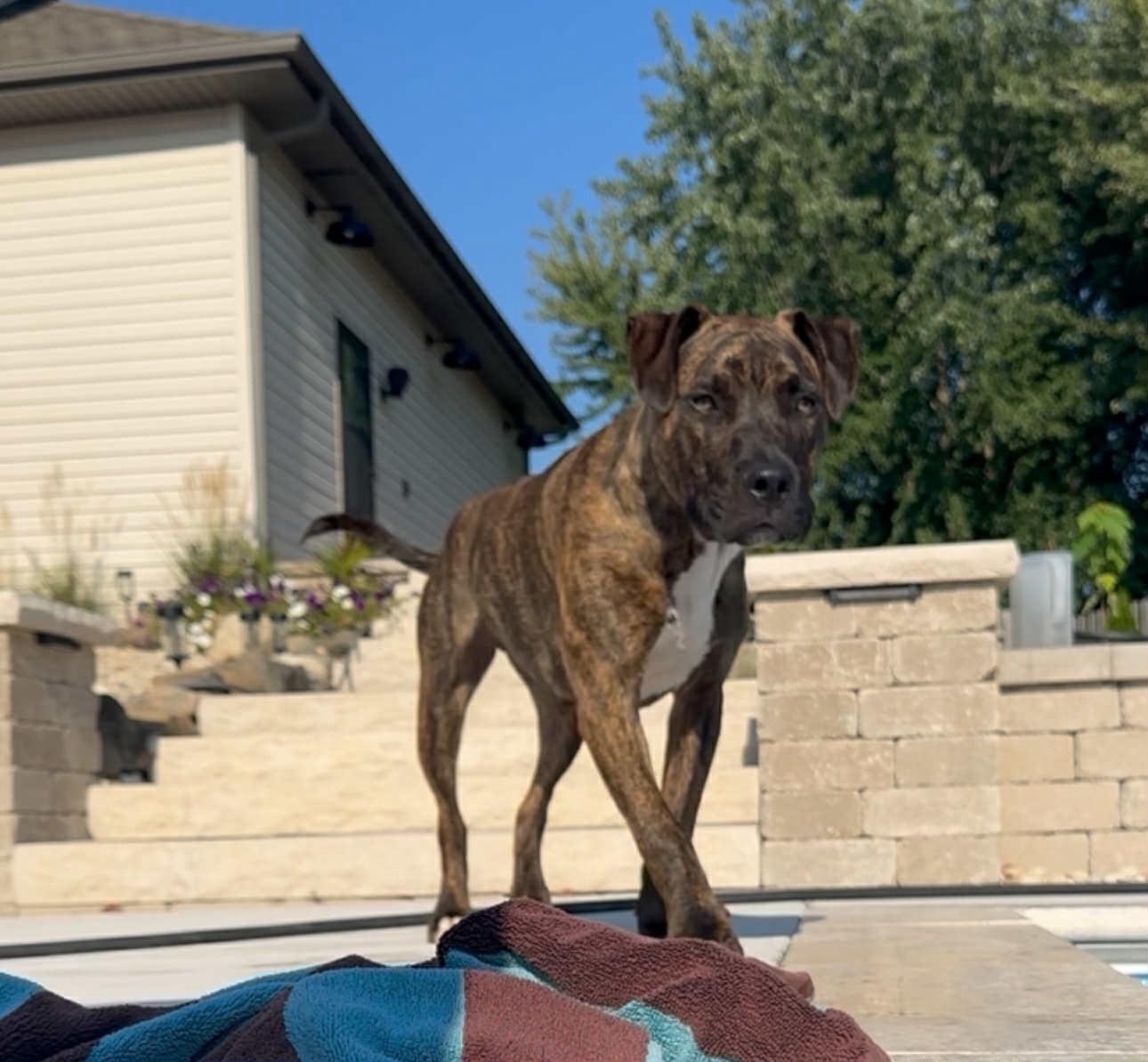 Axel, Adoptable, Young Male Pit Bull Terrier.