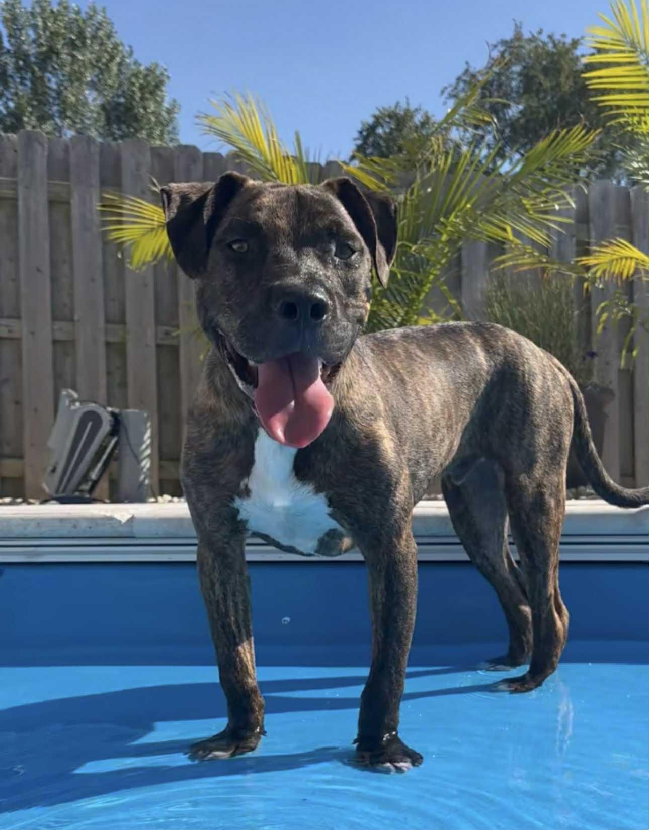 Axel, a Adoptable mixed breed in Rockford, IL image 2/6