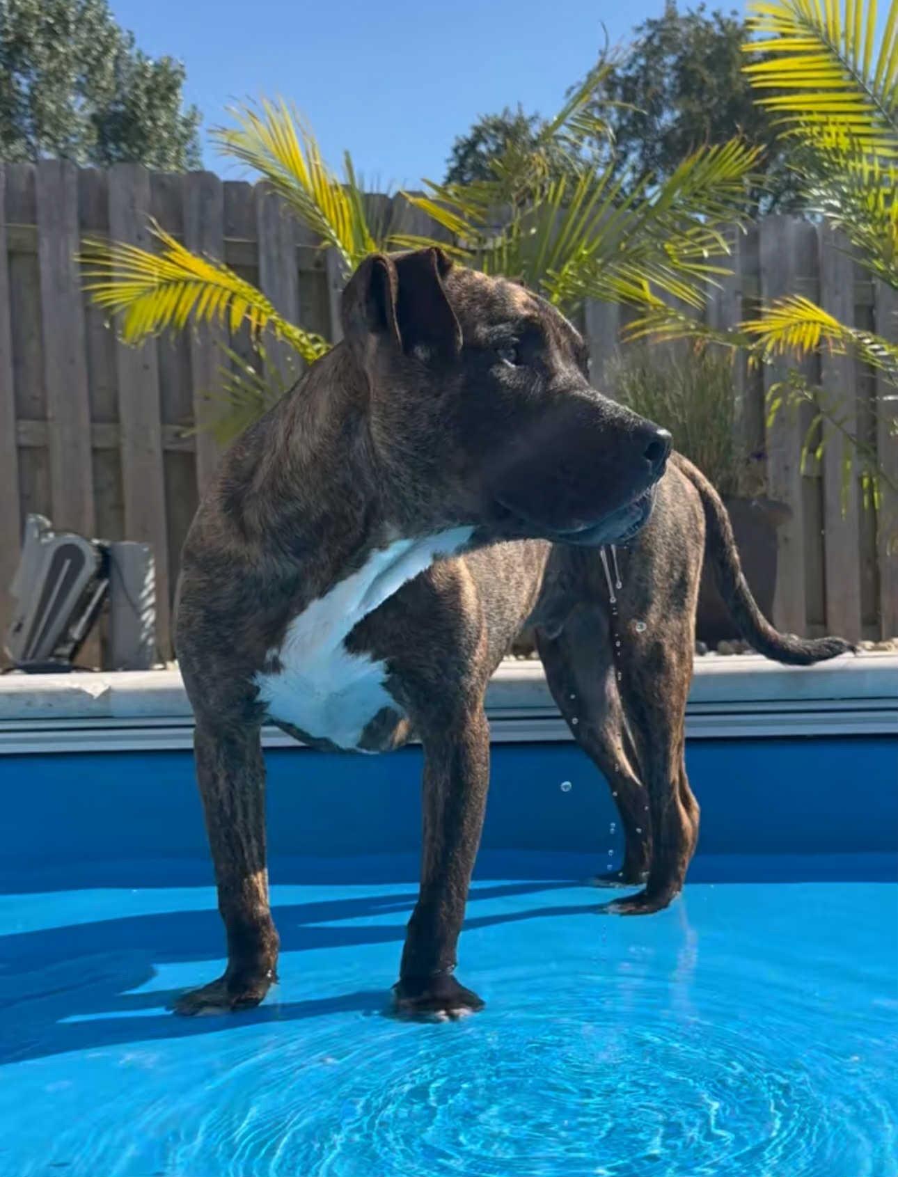 Axel, a Adoptable mixed breed in Rockford, IL image 5/6