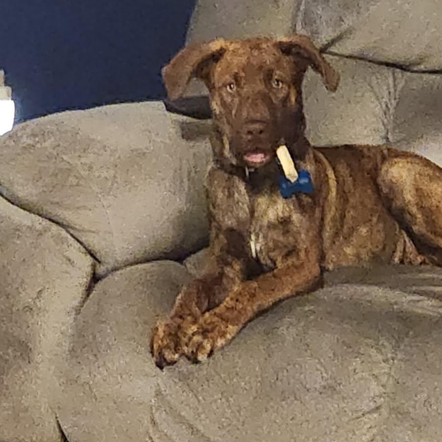 Nash, a ADOPTABLE mixed breed in Brentwood, TN image 1/2