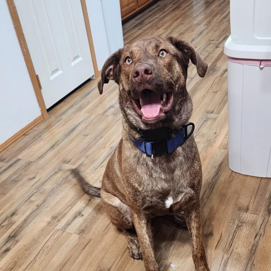 Benson, ADOPTABLE, Young Male Labrador Retriever & Schnauzer.