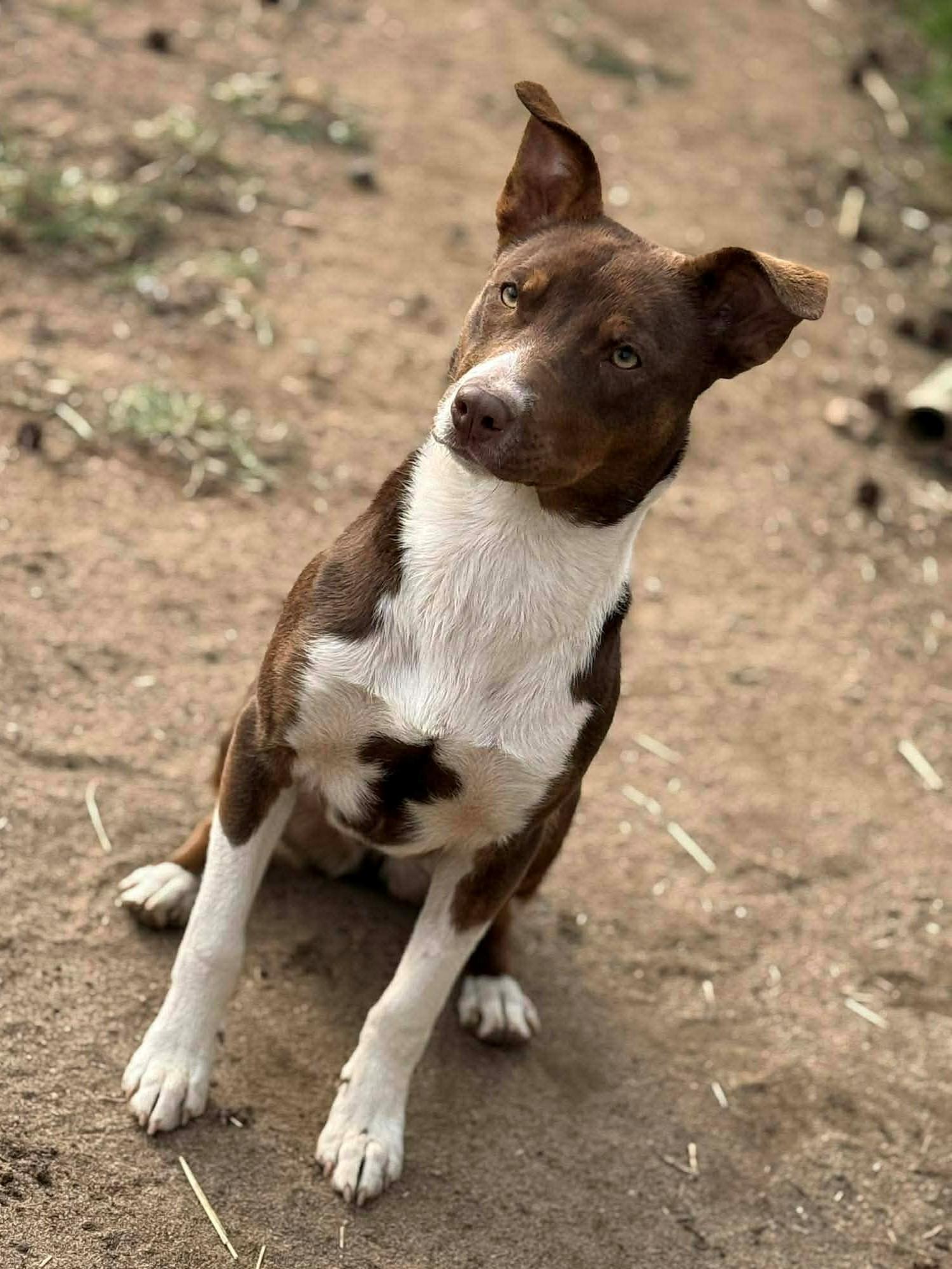 Enlarge Peach, a ADOPTABLE Mixed Breed in South Kingstown, RI image 2/2
