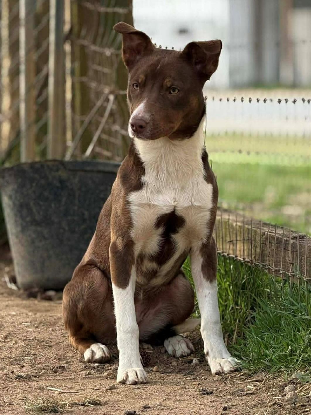 Peach, ADOPTABLE, Adult Female Mixed Breed.