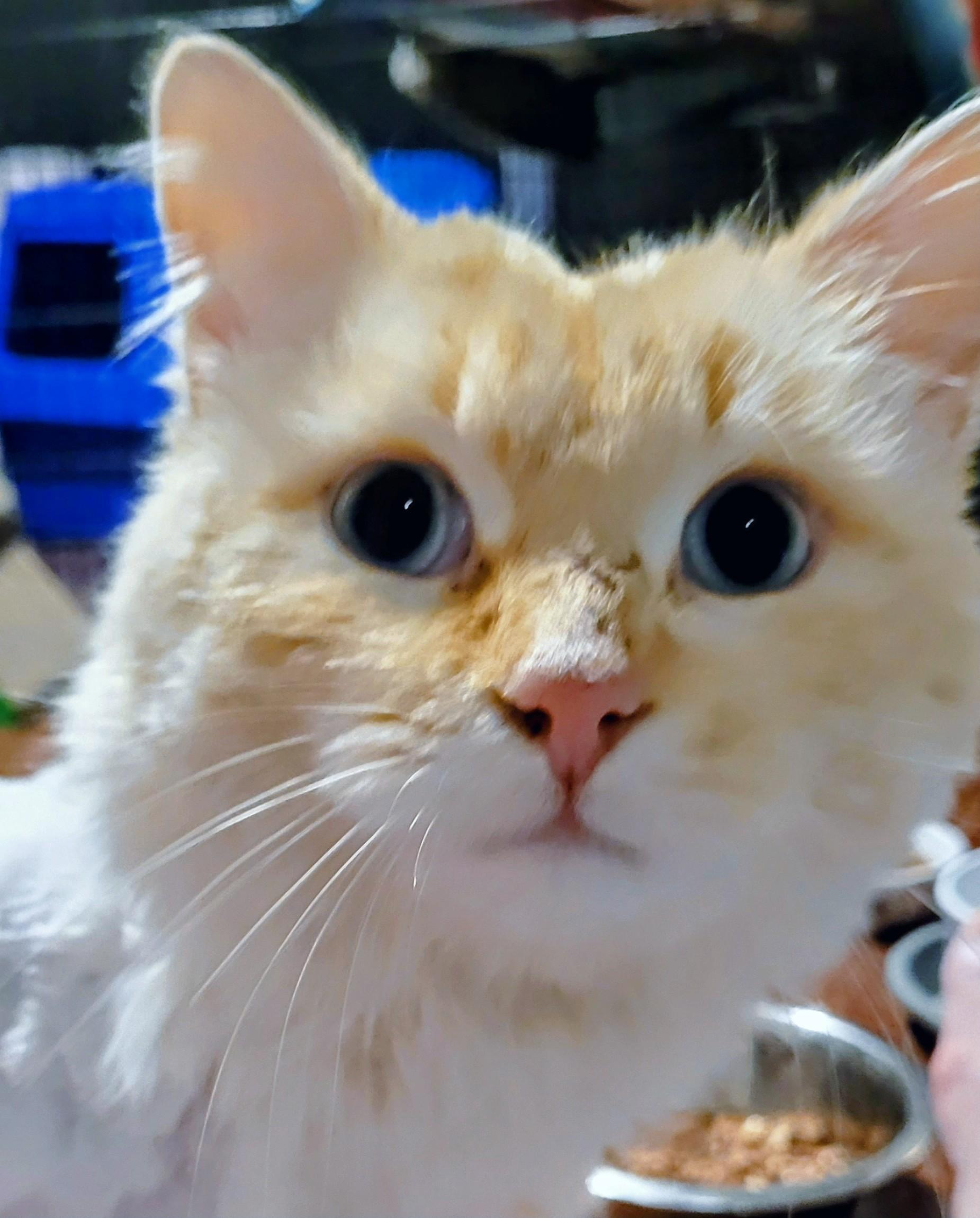 Enlarge Montgomery (m) 1yrs old Flame point Siamese , an adopted Siamese in Ottawa, ON image 2/6