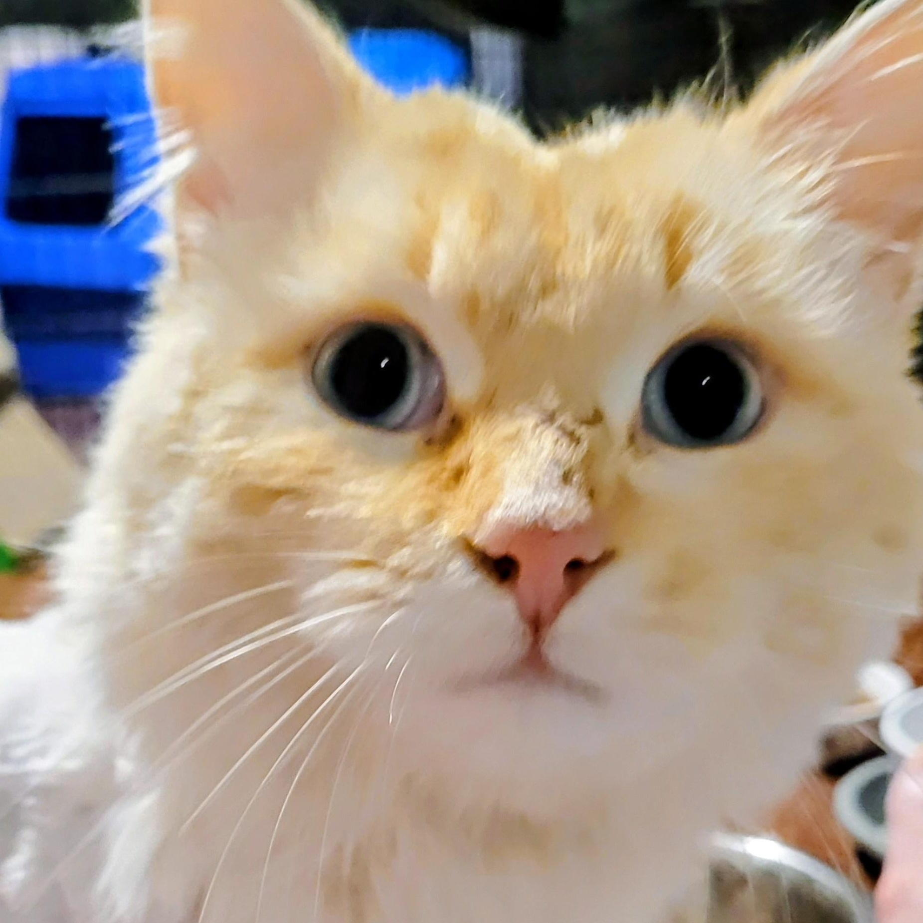 Enlarge Montgomery (m) 1yrs old Flame point Siamese , an adopted Siamese in Ottawa, ON image 6/6