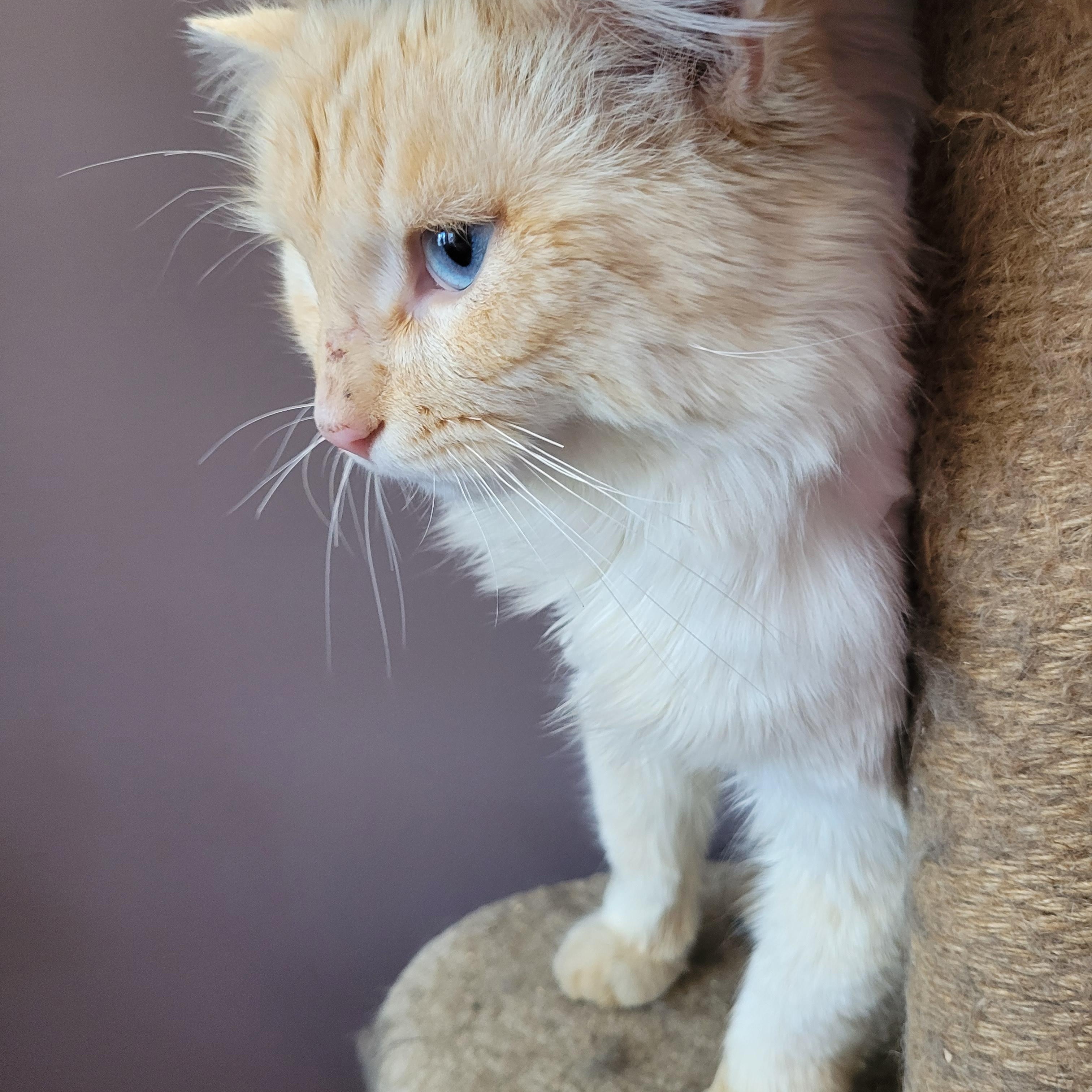 Enlarge Montgomery (m) 1yrs old Flame point Siamese , an adopted Siamese in Ottawa, ON image 1/6