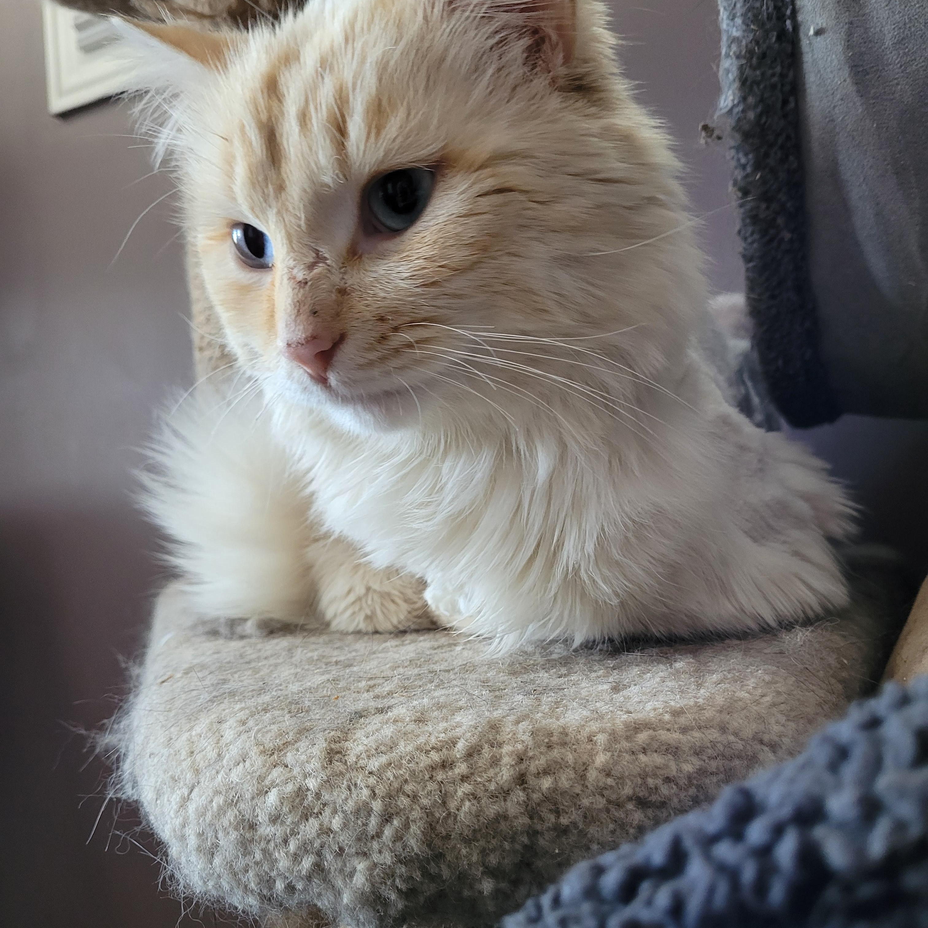 Enlarge Montgomery (m) 1yrs old Flame point Siamese , an adopted Siamese in Ottawa, ON image 4/6