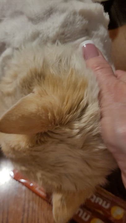 Enlarge Montgomery (m) 1yrs old Flame point Siamese , an adopted Siamese in Ottawa, ON video 3/6