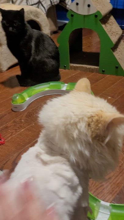 Enlarge Montgomery (m) 1yrs old Flame point Siamese , an adopted Siamese in Ottawa, ON video 5/6