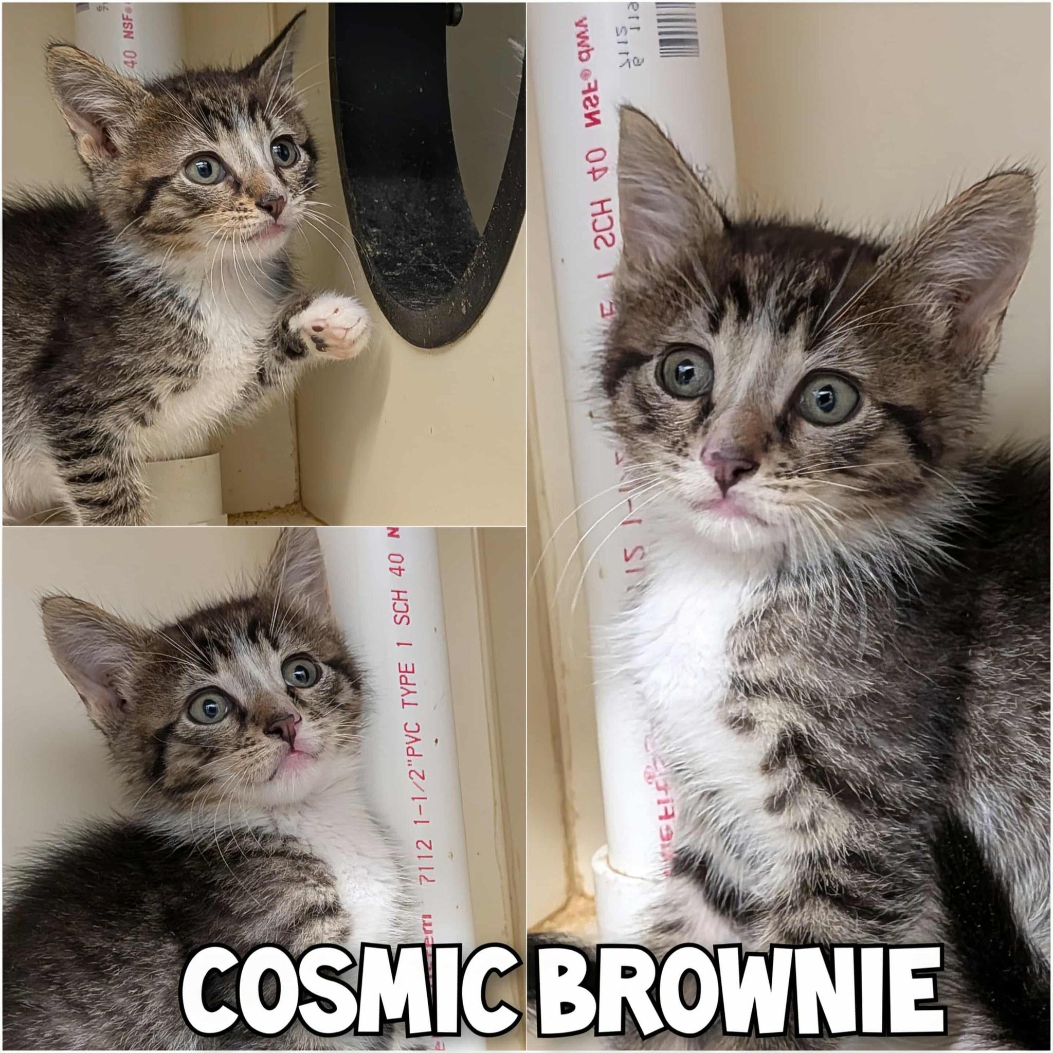 Ziti 'n Cosmic- Purrfect Pals photo 2
