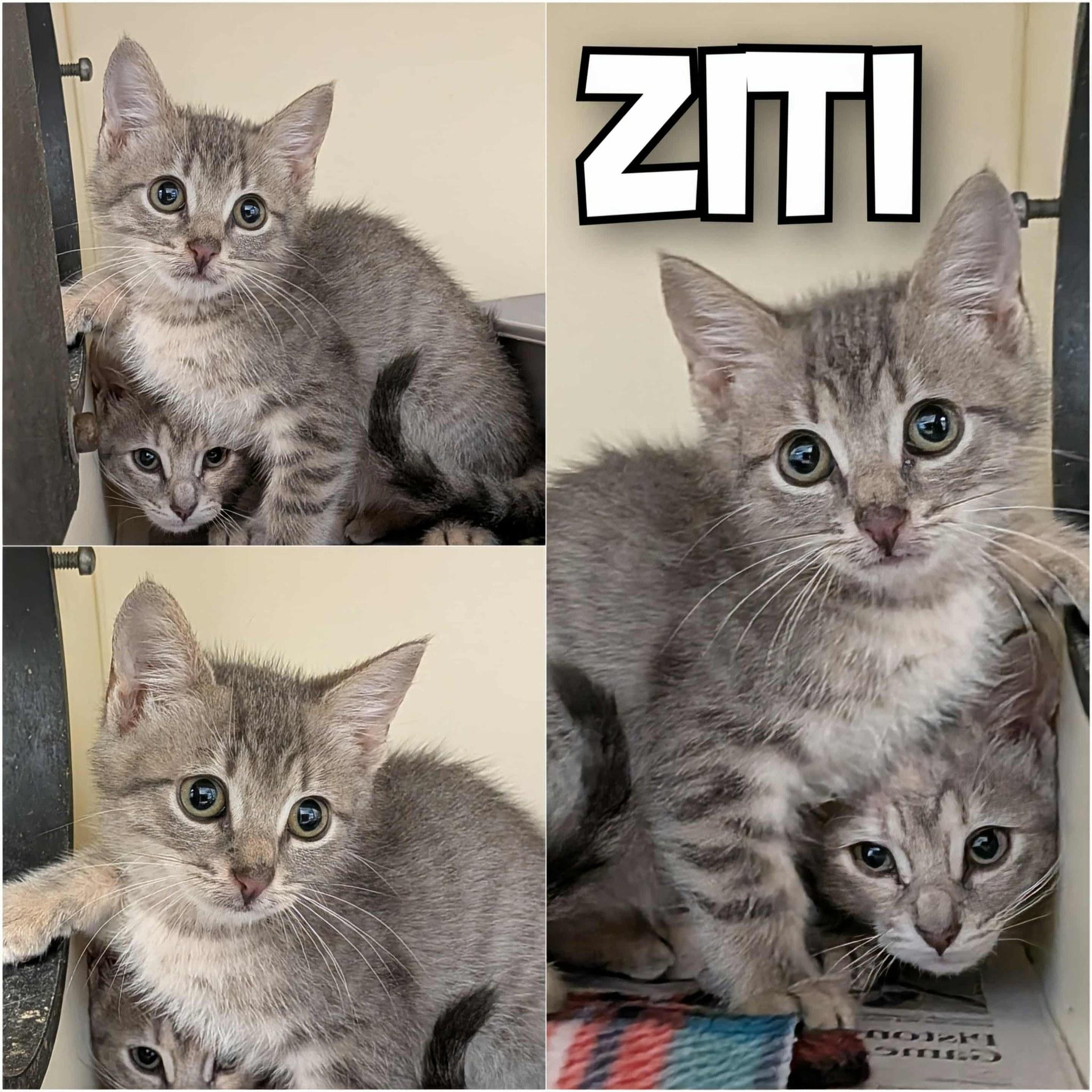 Ziti 'n Cosmic- Purrfect Pals photo 3