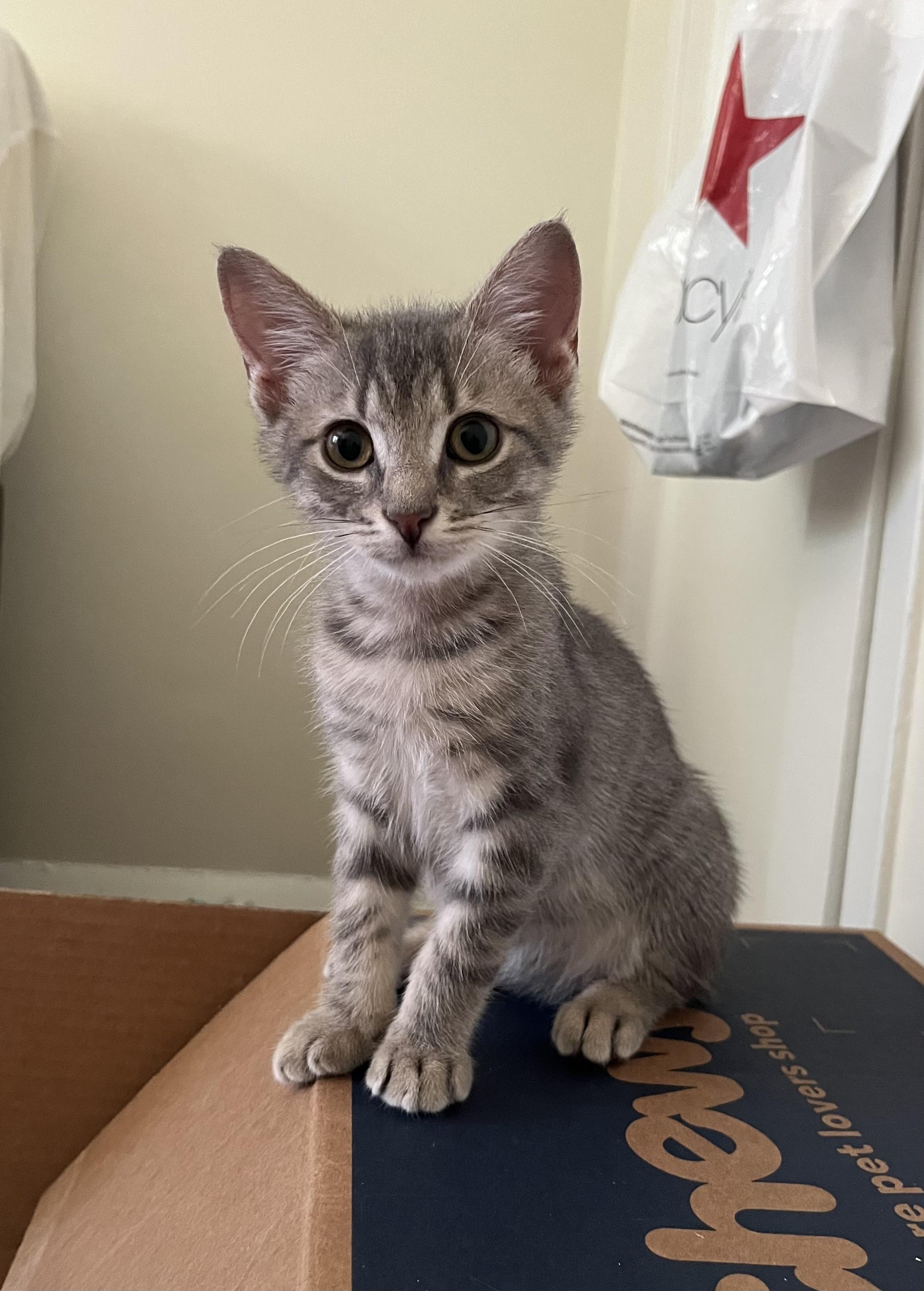 Ziti 'n Cosmic- Purrfect Pals, Baby Male Domestic Short Hair