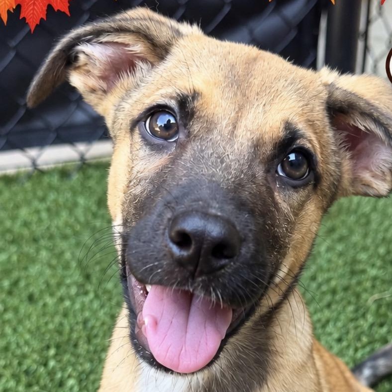 Aero, Adoptable, Puppy Male Retriever.