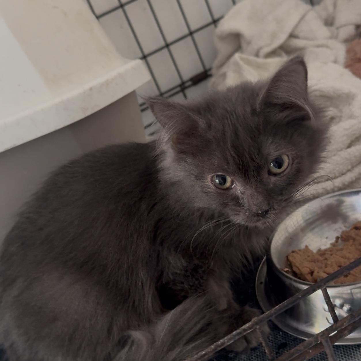 Enlarge Rio, an adopted Domestic Medium Hair in San Juan, PR image 1/1