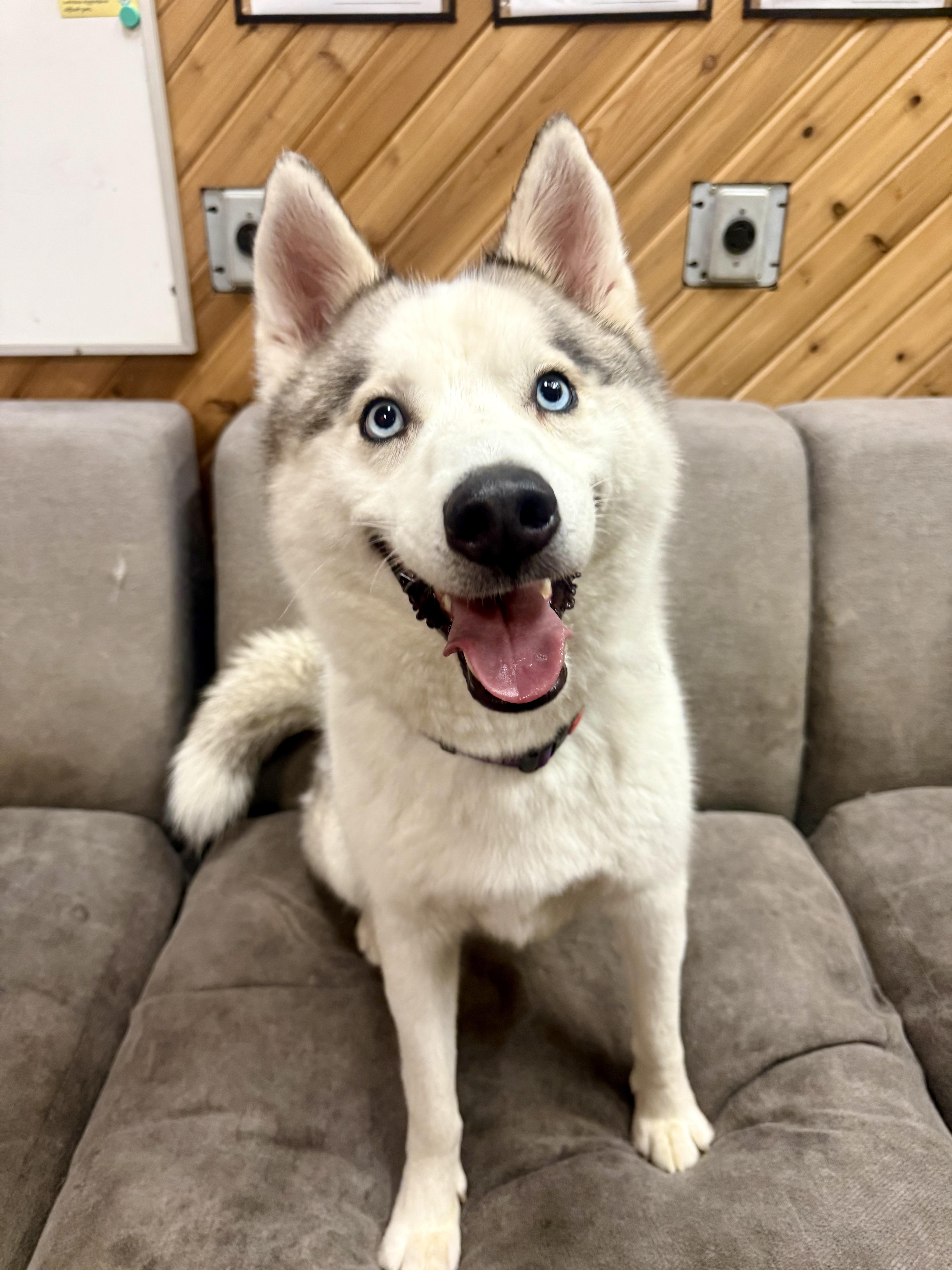 Enlarge Phoenix, a ADOPTABLE Siberian Husky in Langley, BC image 3/5