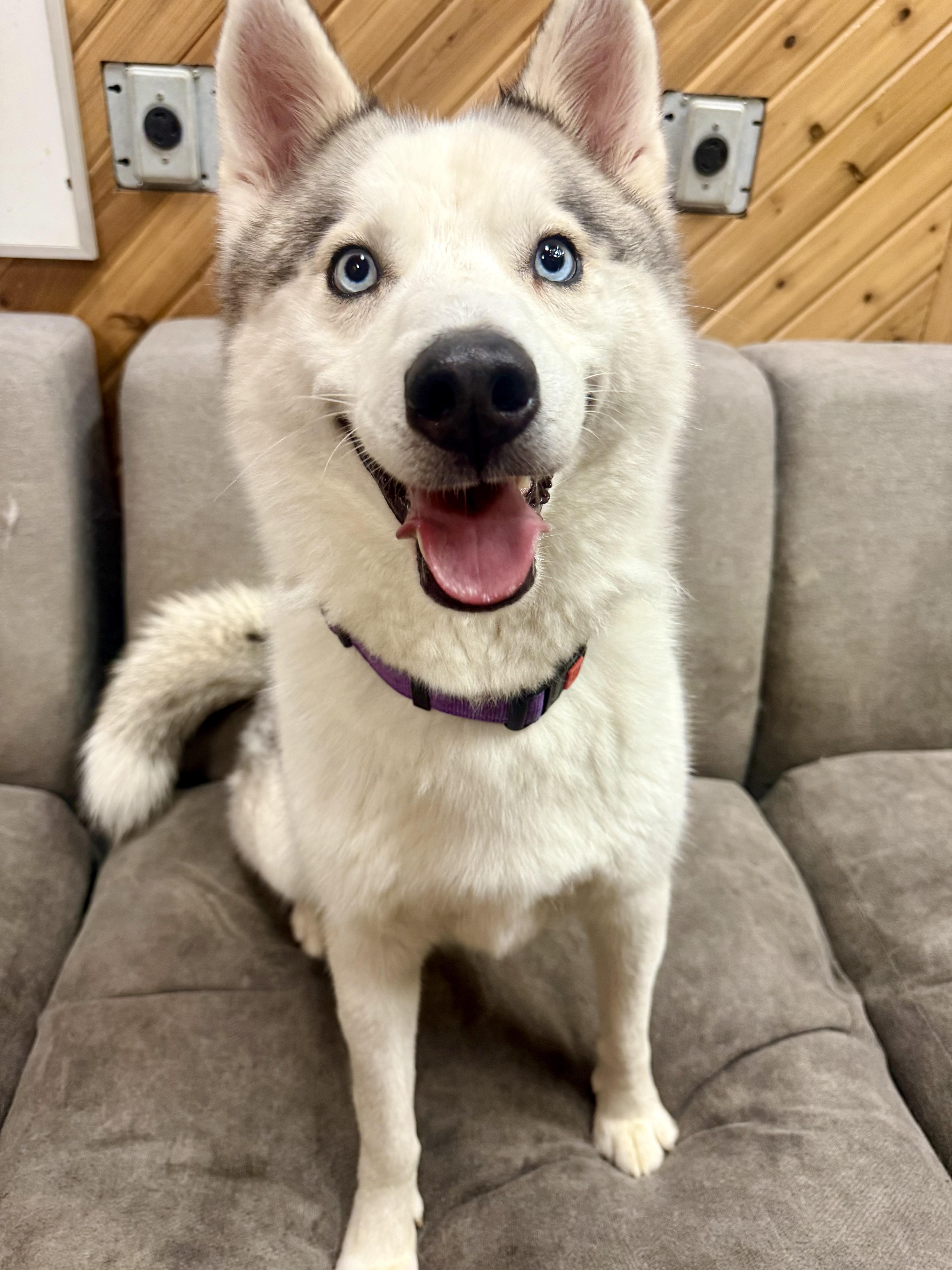 Enlarge Phoenix, a ADOPTABLE Siberian Husky in Langley, BC image 1/5