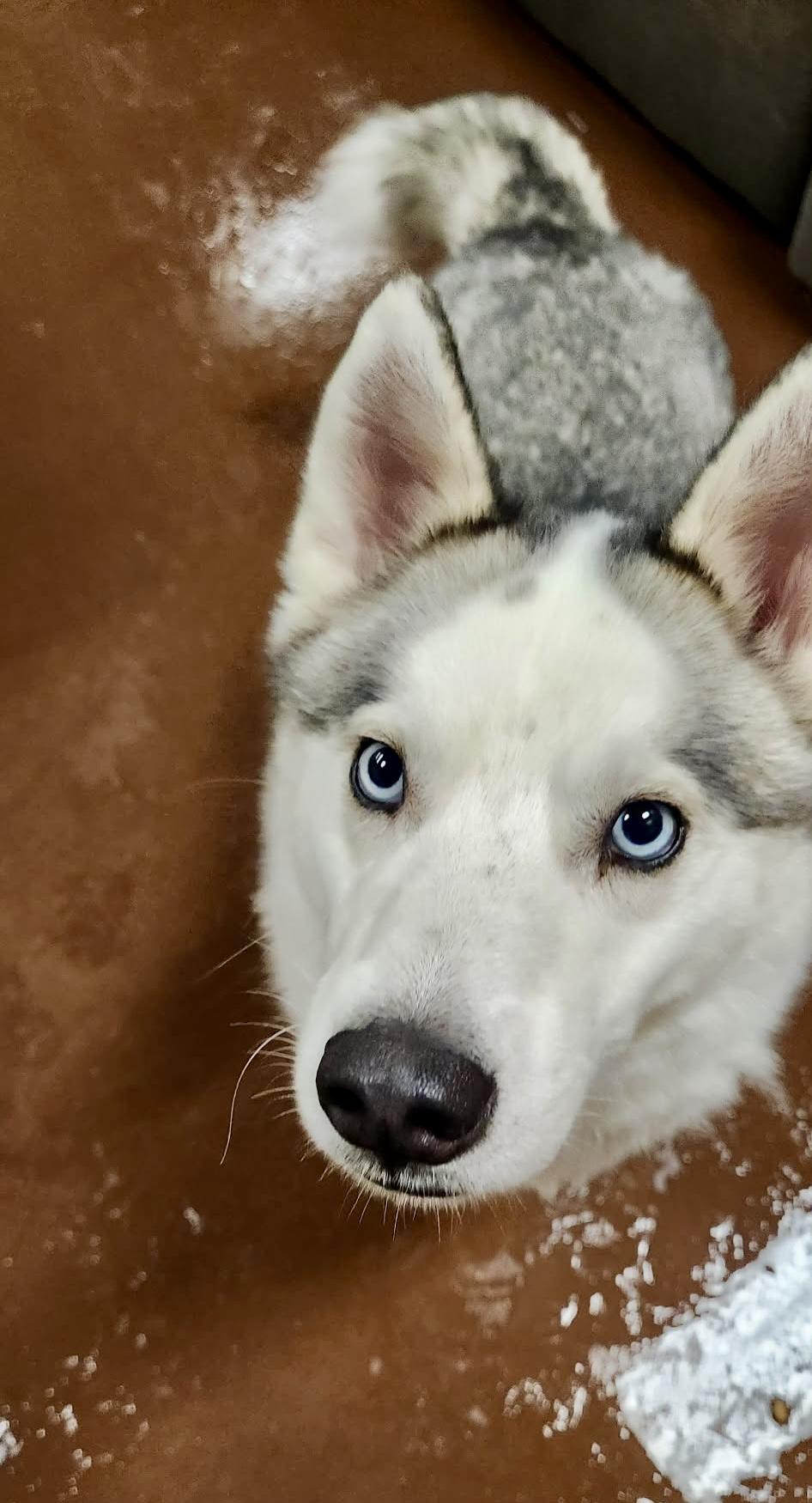 Enlarge Phoenix, a ADOPTABLE Siberian Husky in Langley, BC image 4/5