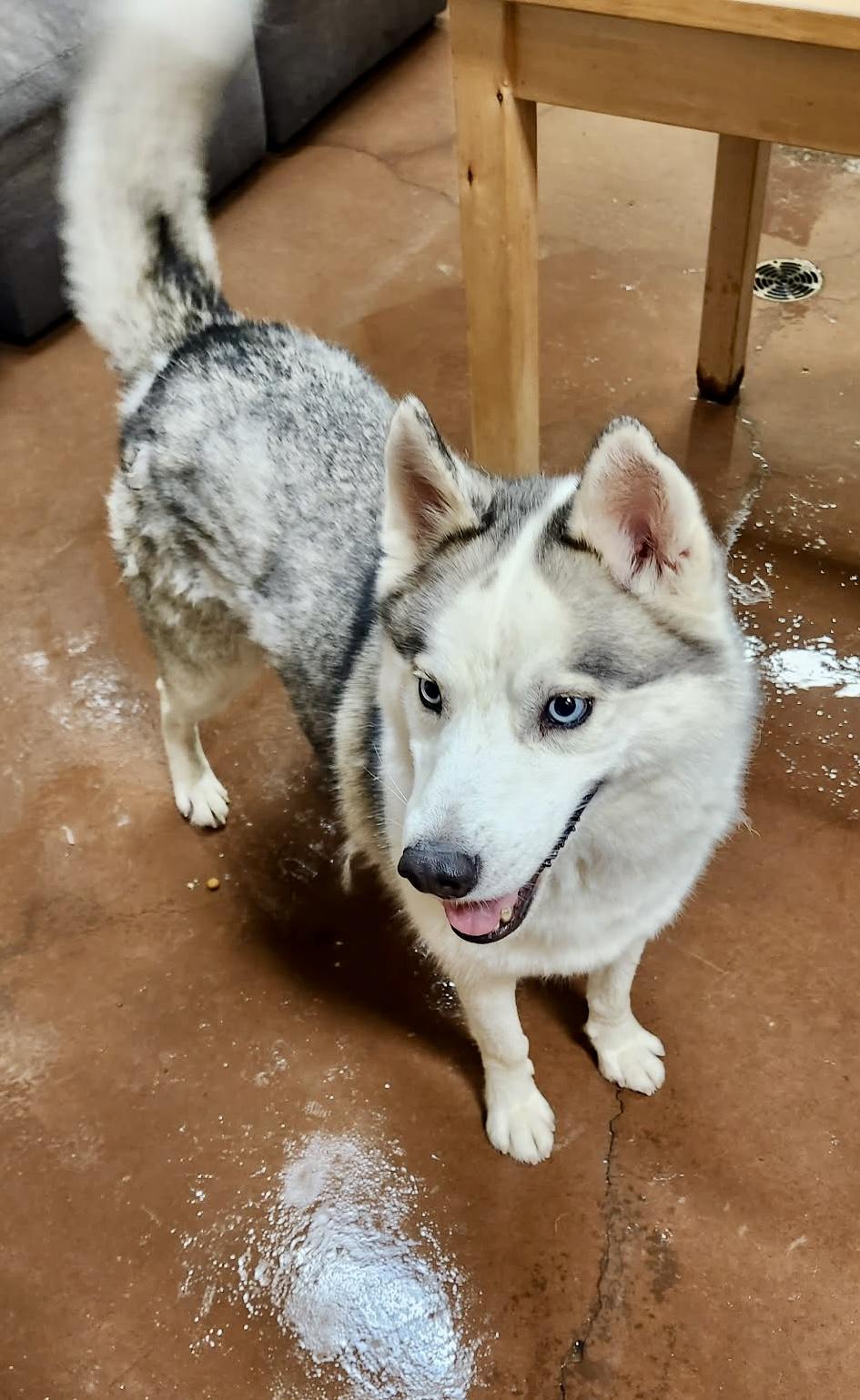 Enlarge Phoenix, a ADOPTABLE Siberian Husky in Langley, BC image 5/5