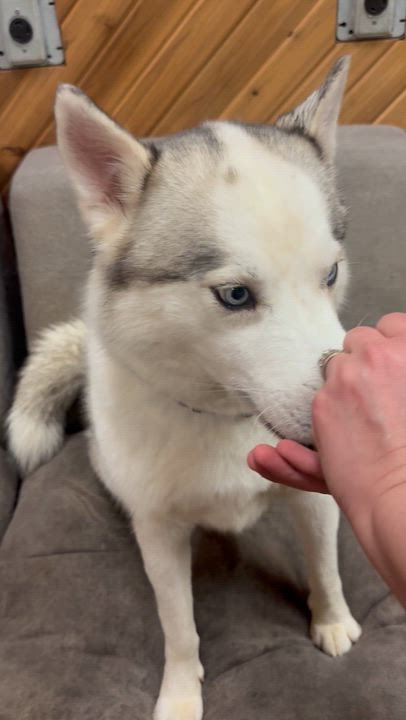 Enlarge Phoenix, a ADOPTABLE Siberian Husky in Langley, BC video 2/5