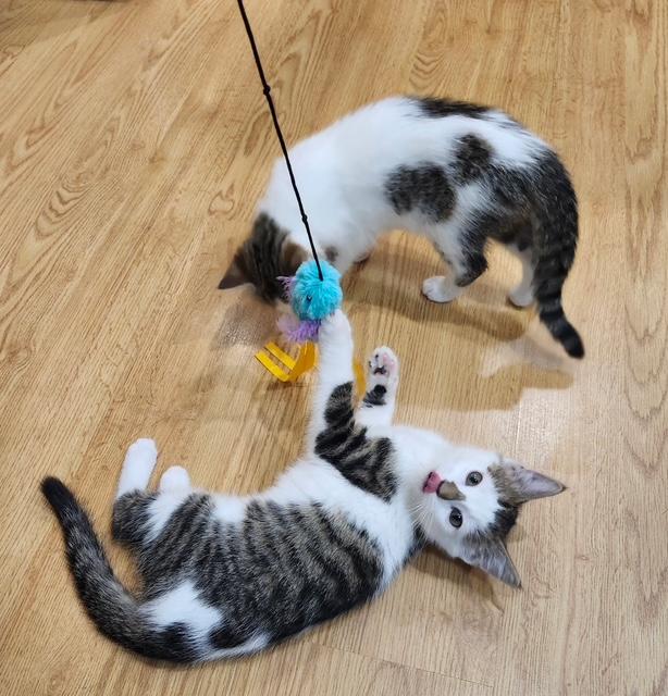 Enlarge Solace, a ADOPTABLE Domestic Short Hair in Hutchinson, MN image 1/3