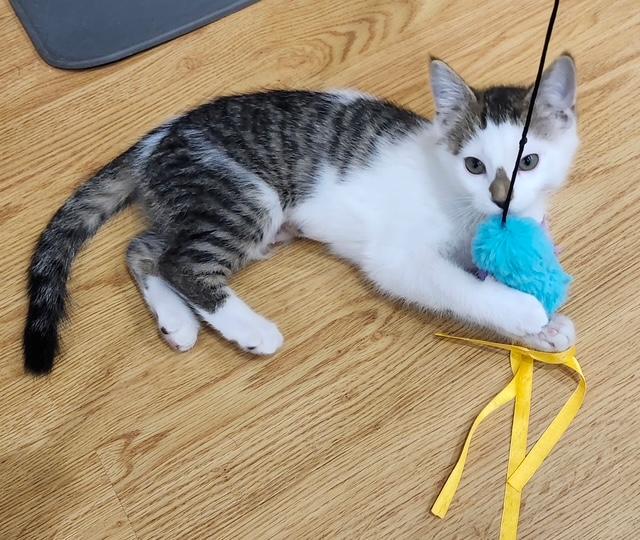 Enlarge Solace, a ADOPTABLE Domestic Short Hair in Hutchinson, MN image 3/3