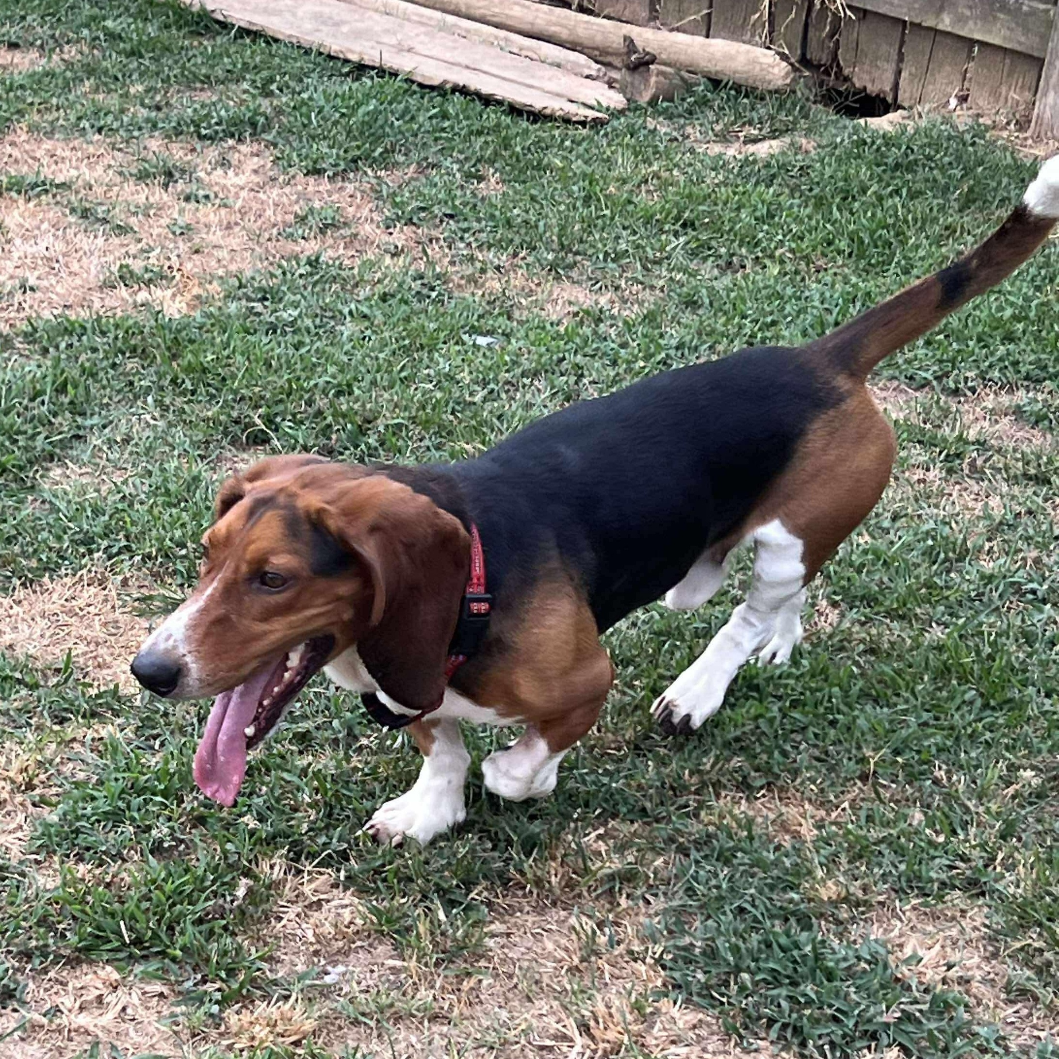 Enlarge Bennie, an adopted Basset Hound in Knoxville, TN image 4/4