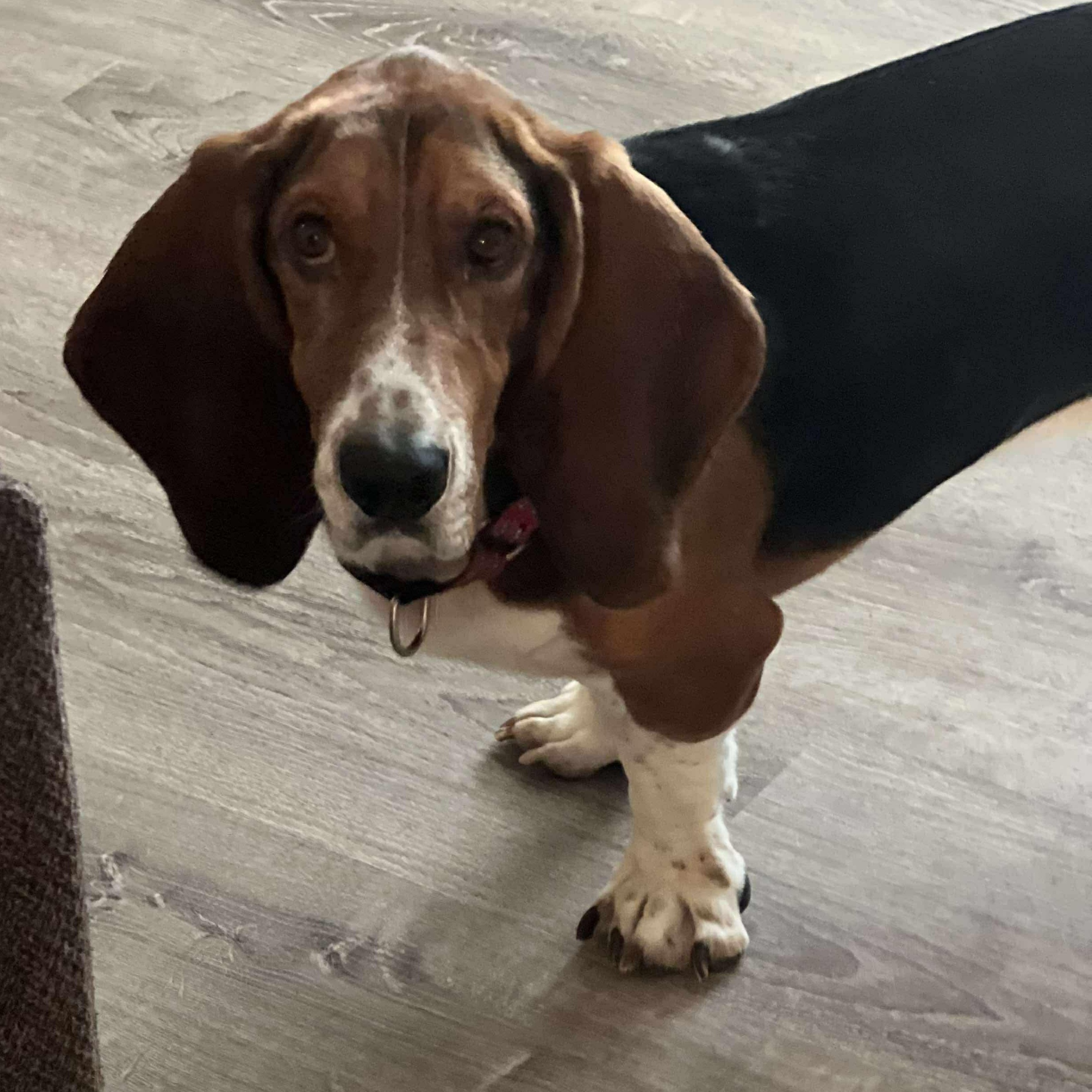 Enlarge Bennie, an adopted Basset Hound in Knoxville, TN image 1/4