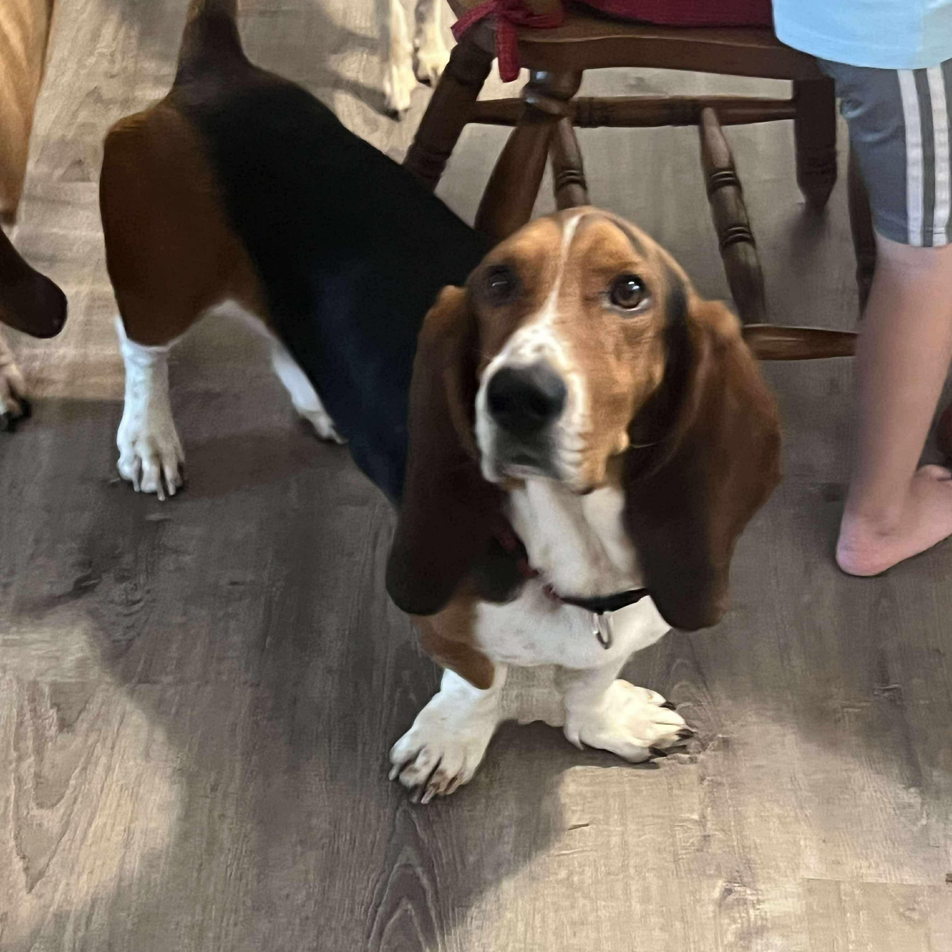 Enlarge Bennie, an adopted Basset Hound in Knoxville, TN image 2/4