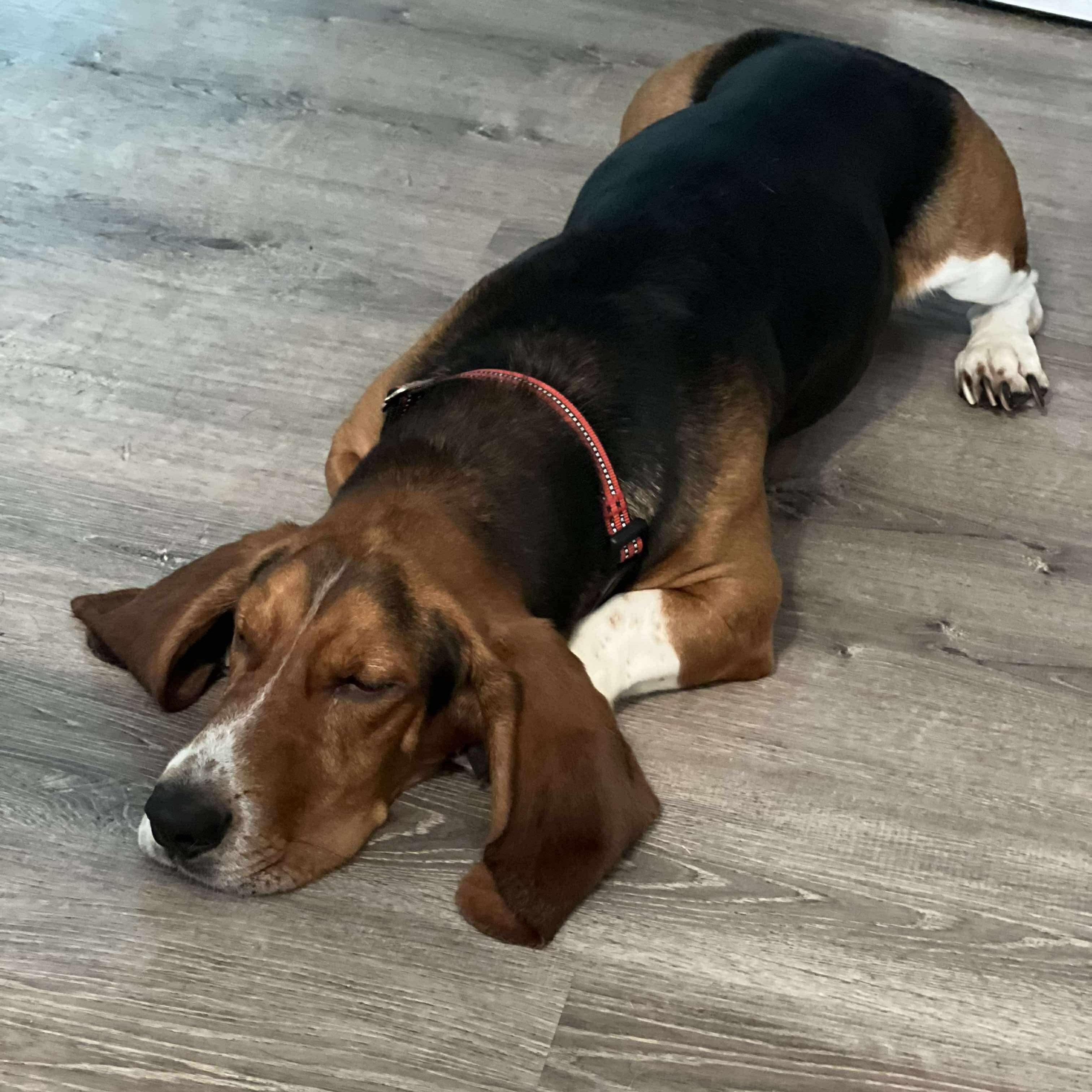 Enlarge Bennie, an adopted Basset Hound in Knoxville, TN image 3/4