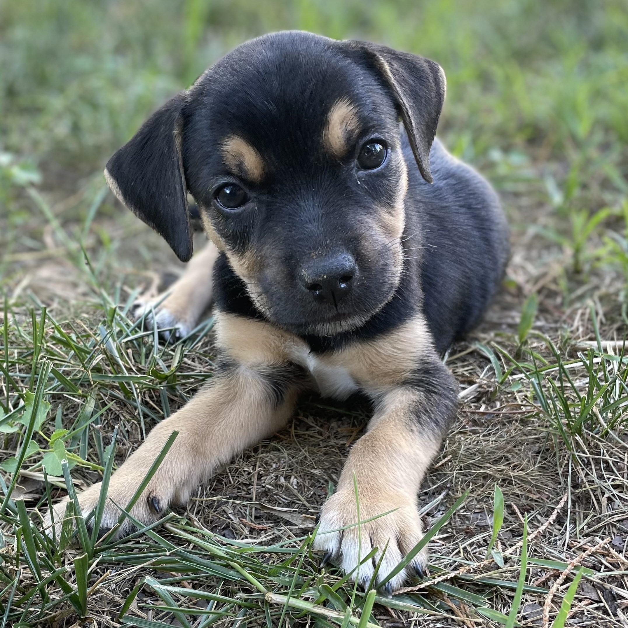 Enlarge Sesame, an adopted mixed breed in Rock Hill, SC image 2/6