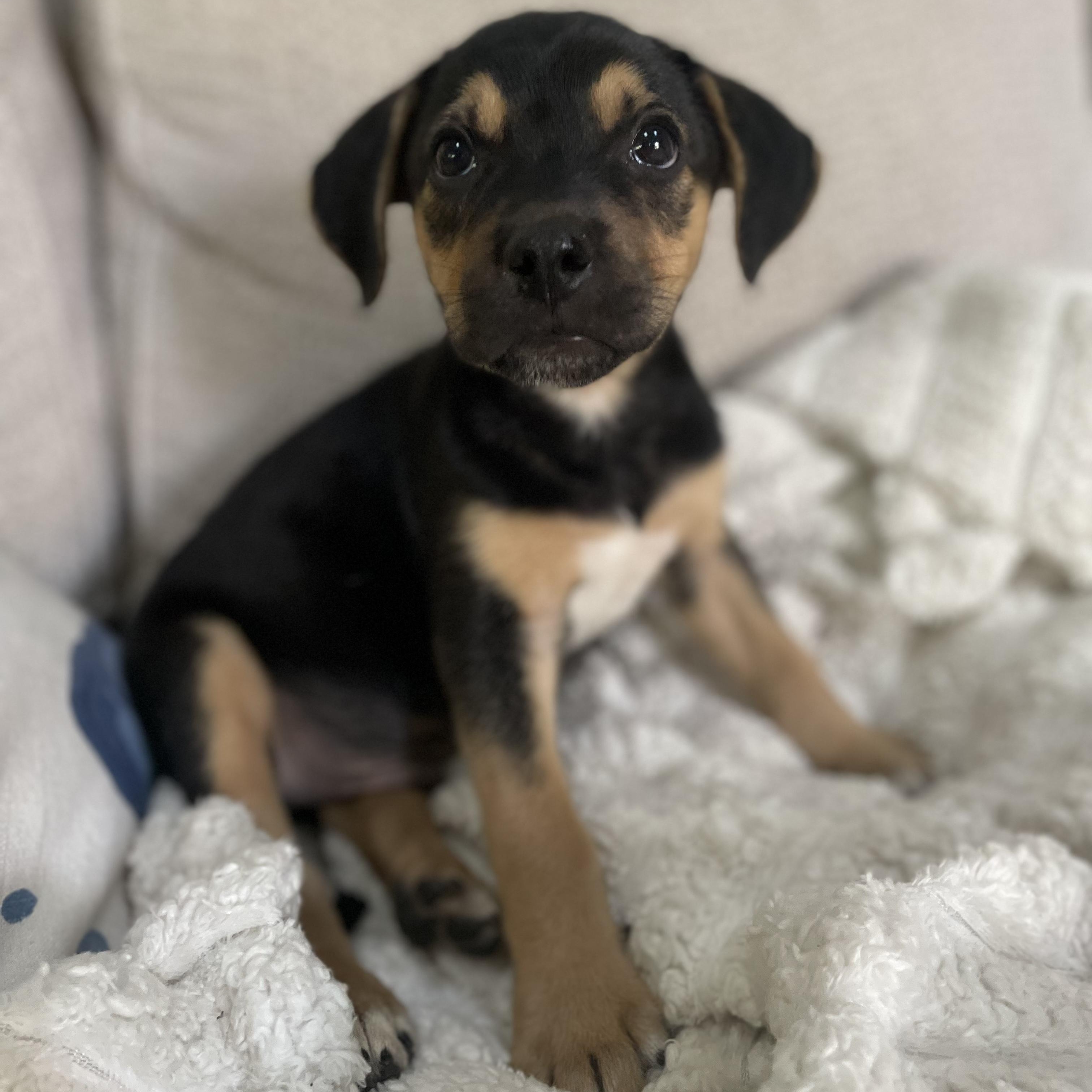 Enlarge Sesame, an adopted mixed breed in Rock Hill, SC image 1/6