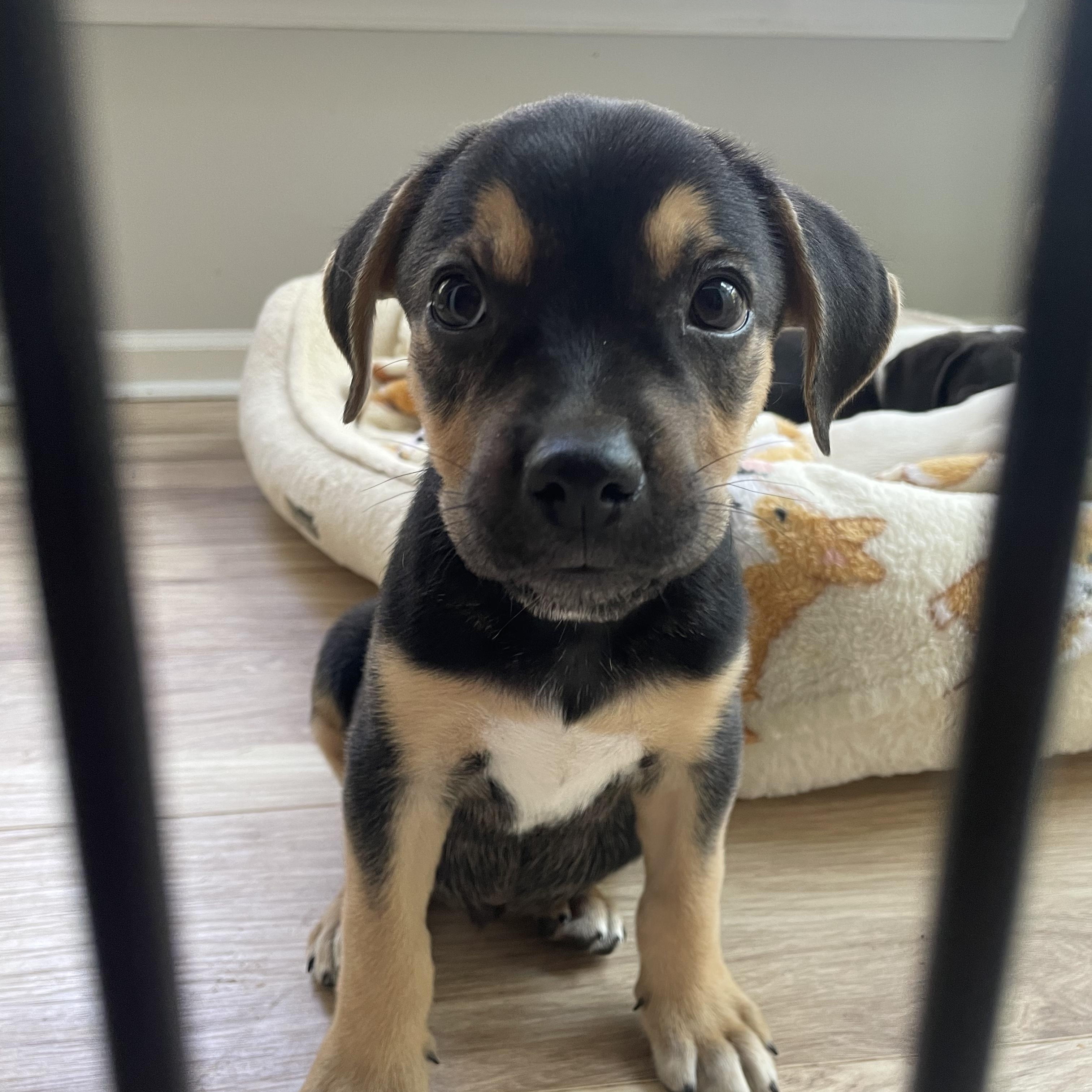 Enlarge Sesame, an adopted mixed breed in Rock Hill, SC image 3/6