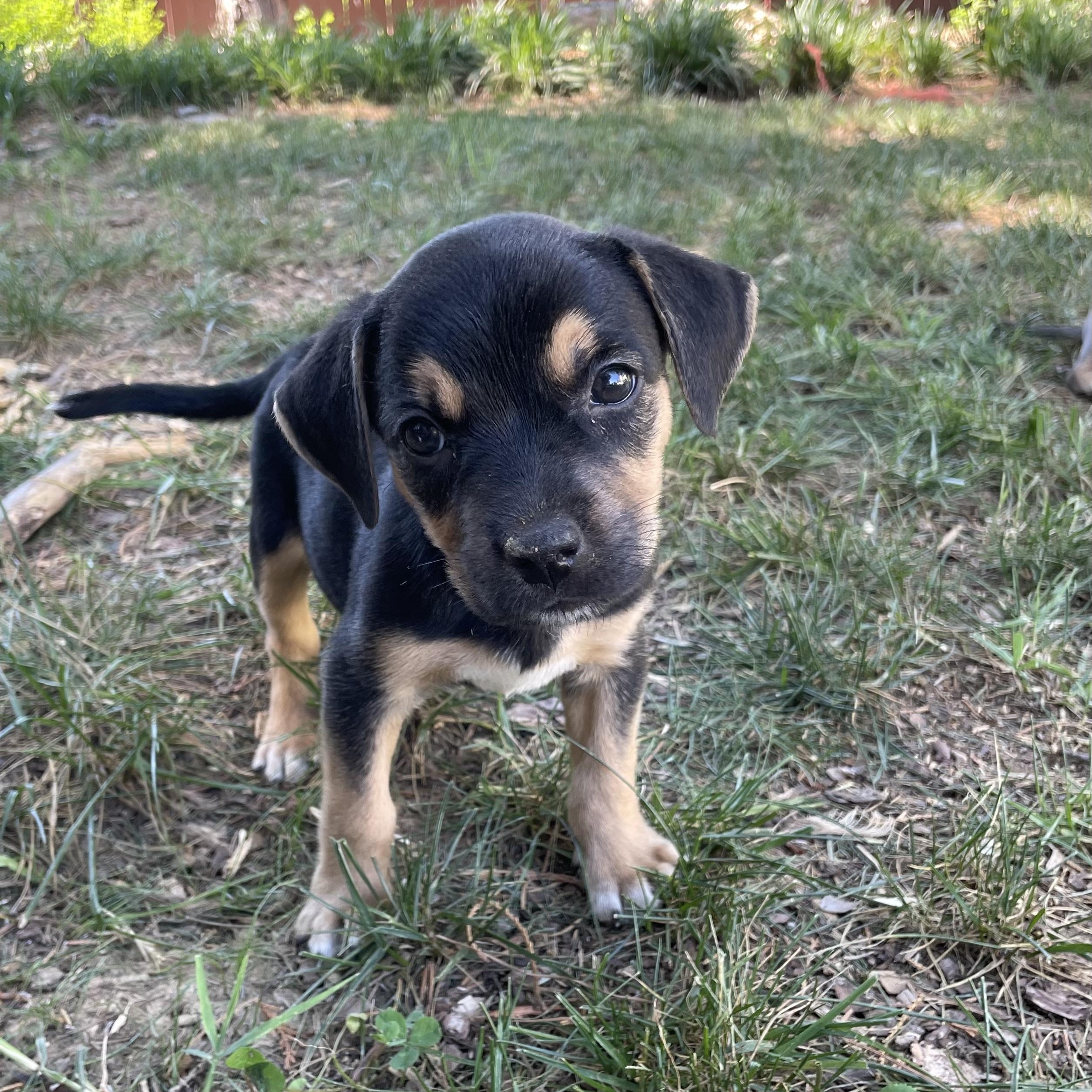 Enlarge Sesame, an adopted mixed breed in Rock Hill, SC image 6/6